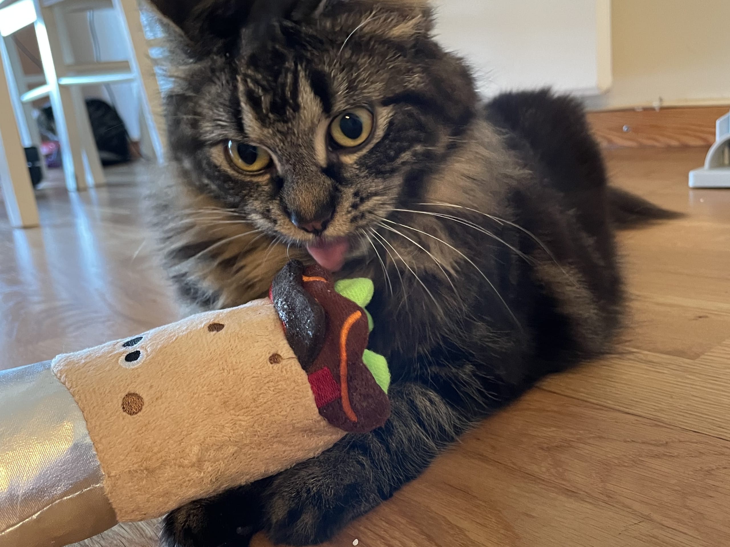 Norsk skogkatt