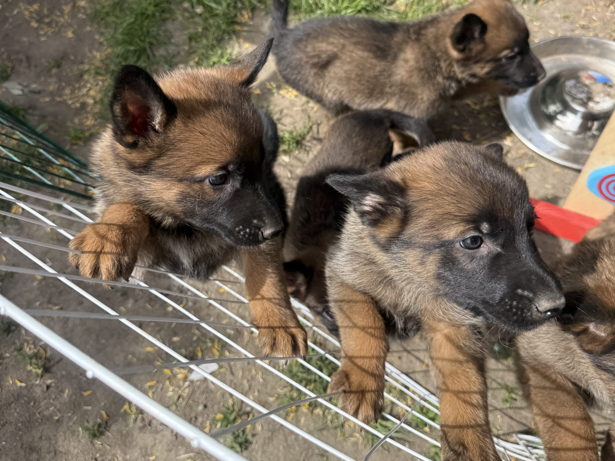 Belgisk fårehund, malinois