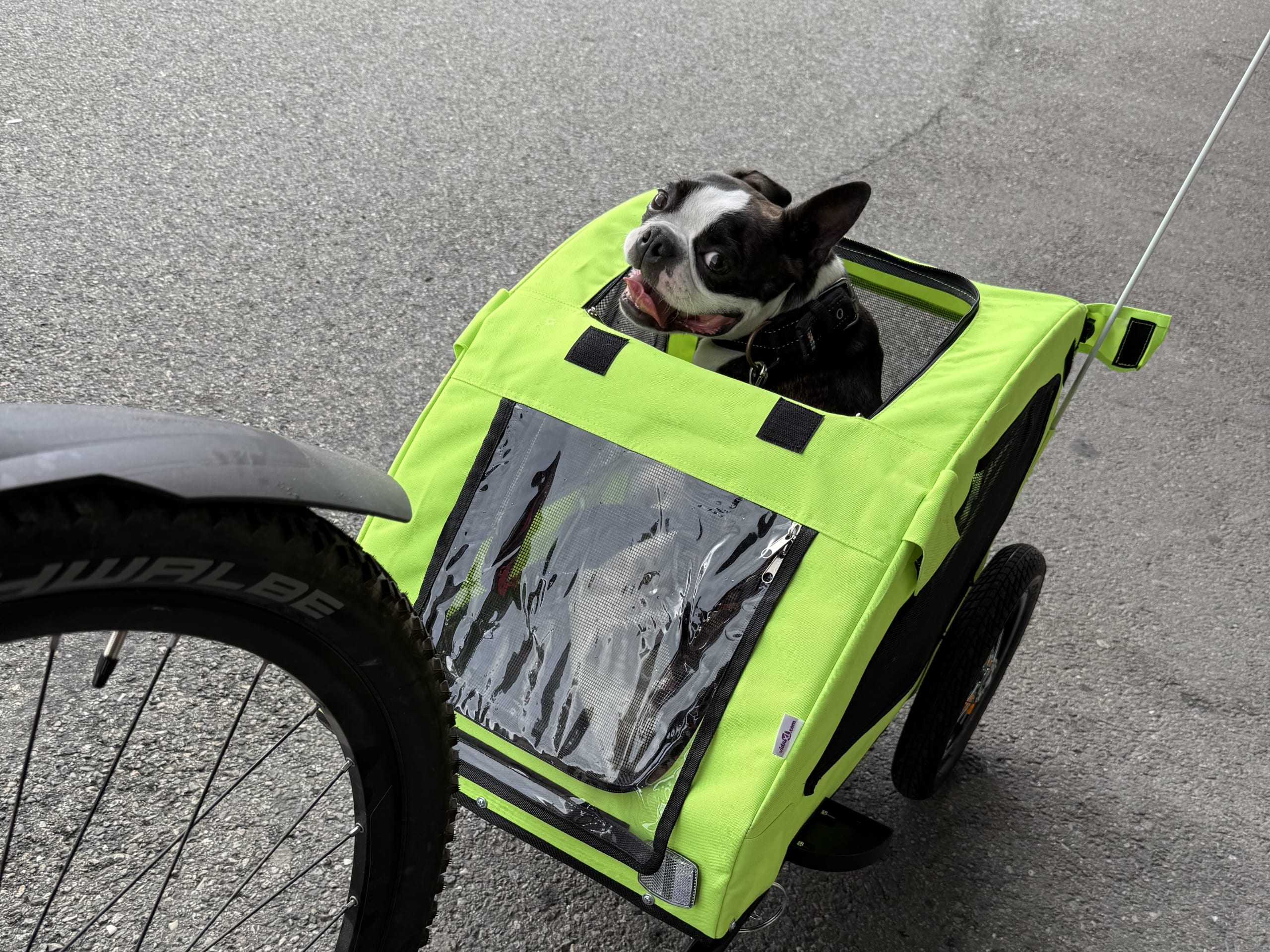 Bostonterrier