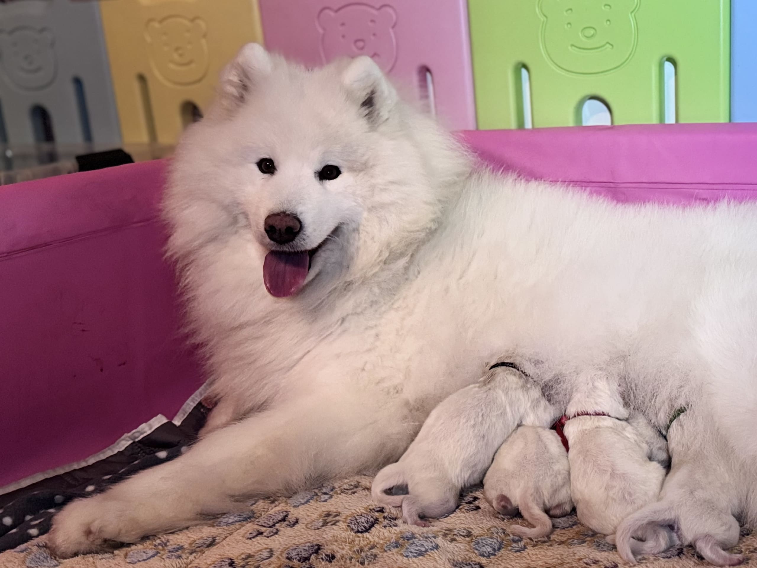 Samojedhund