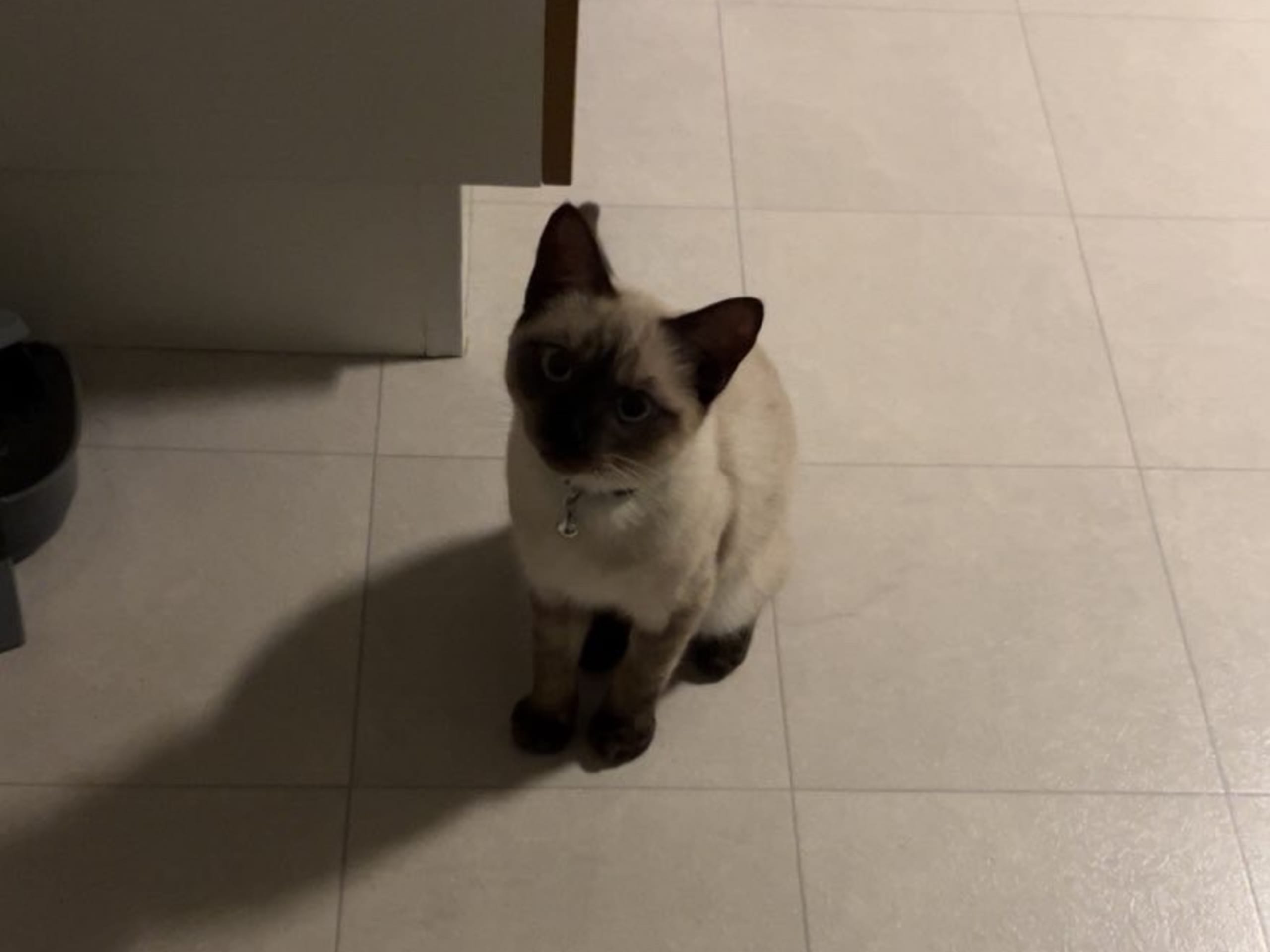 Ragdoll · Växjö · Bayan J.