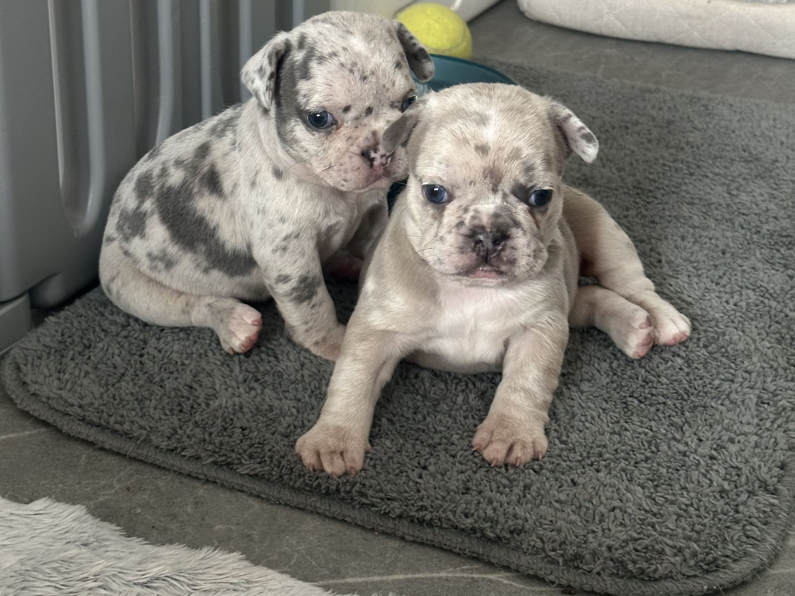 French Bulldog · Malmö · Gaso’s kennel