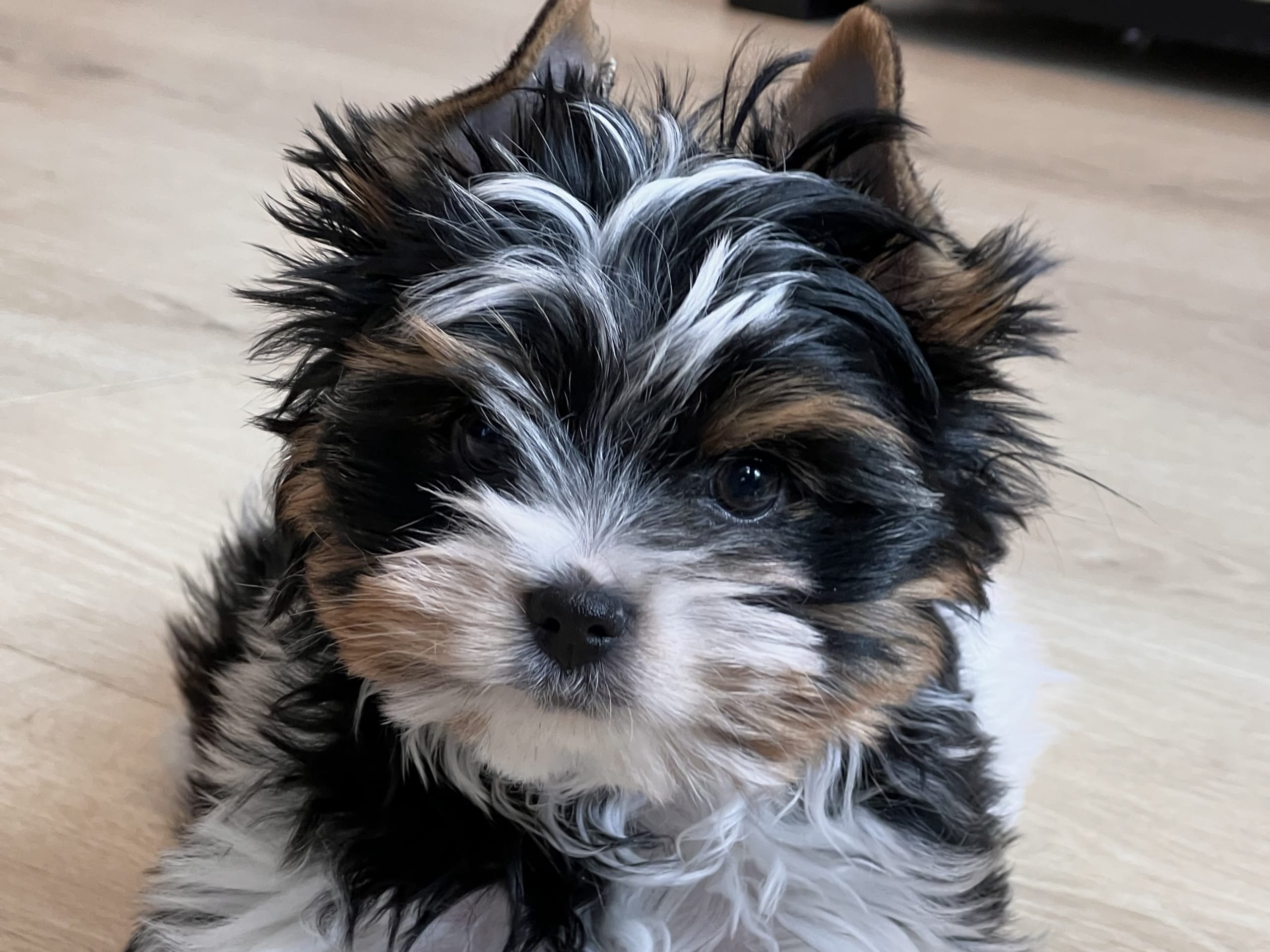 Biewer terrier