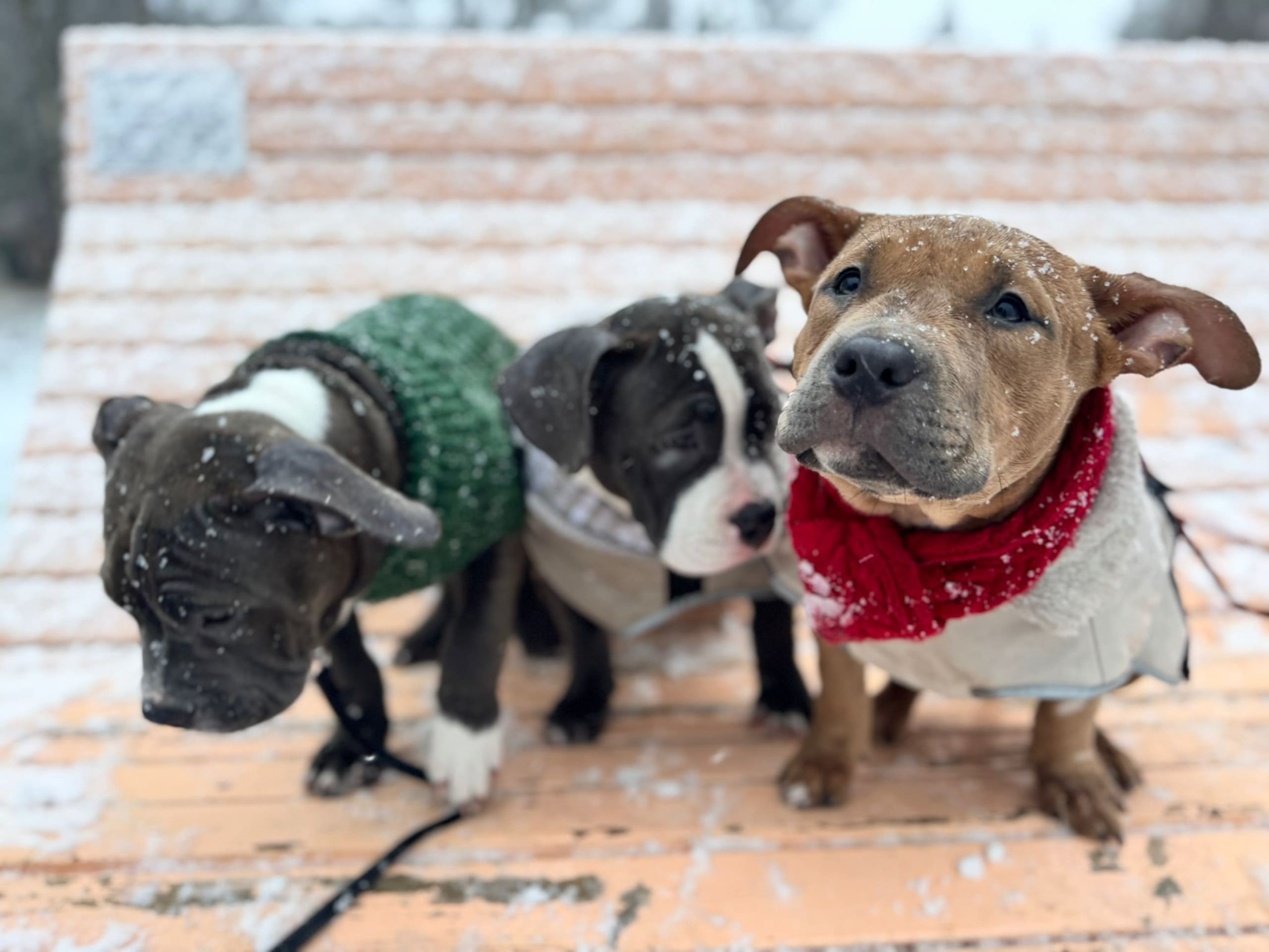 American bully