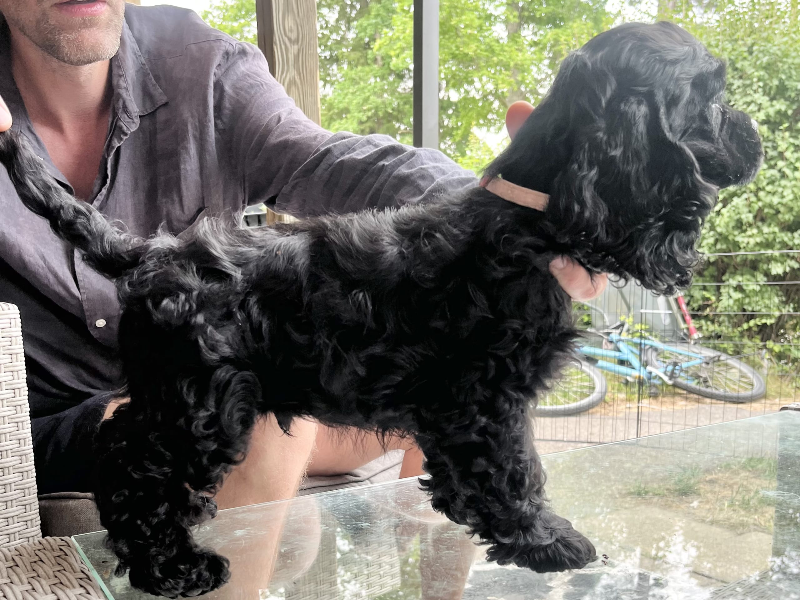 American Cocker Spaniel · Järfälla · LillaFröken