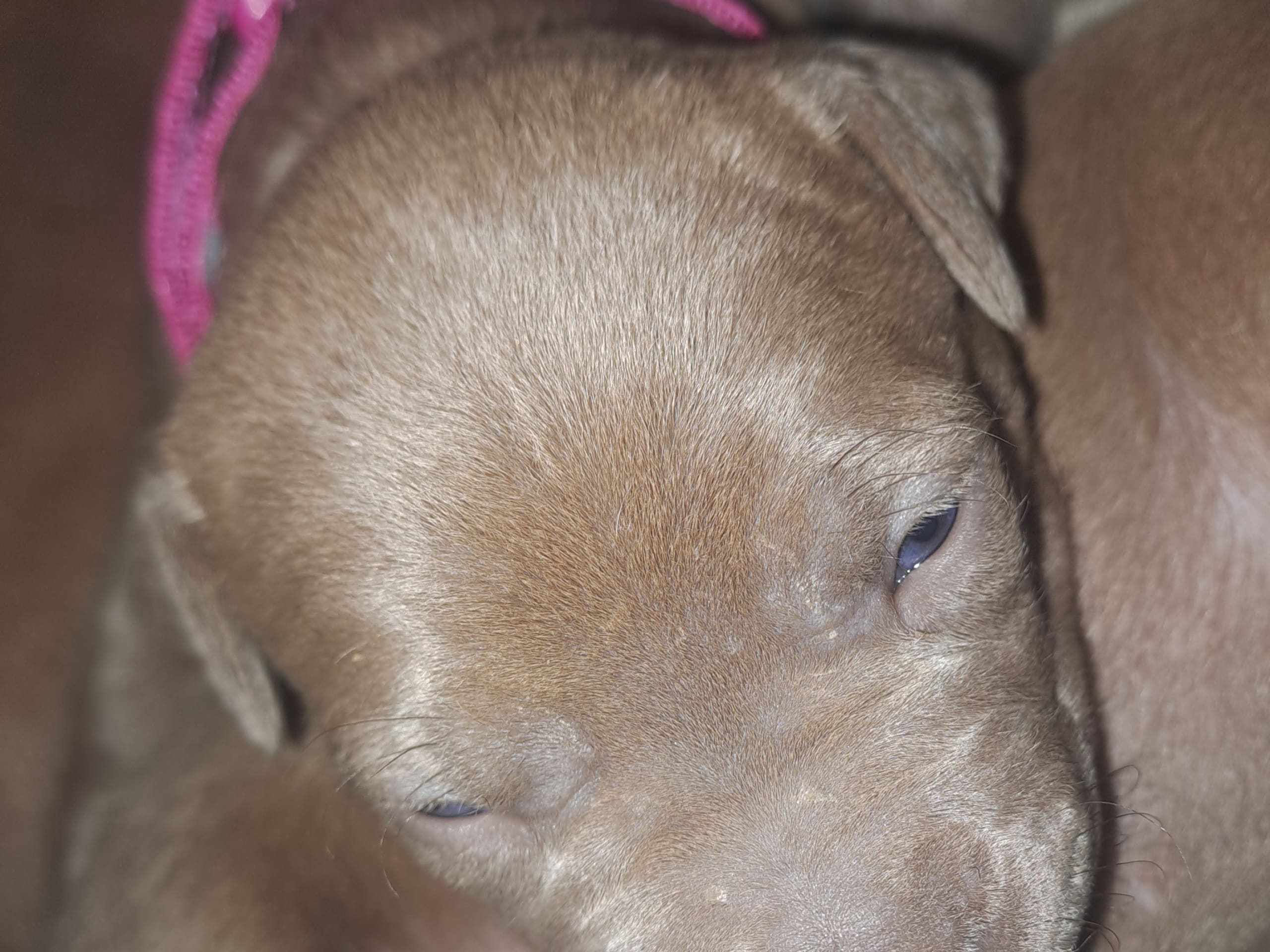 American bully · Torshälla · Privatperson
