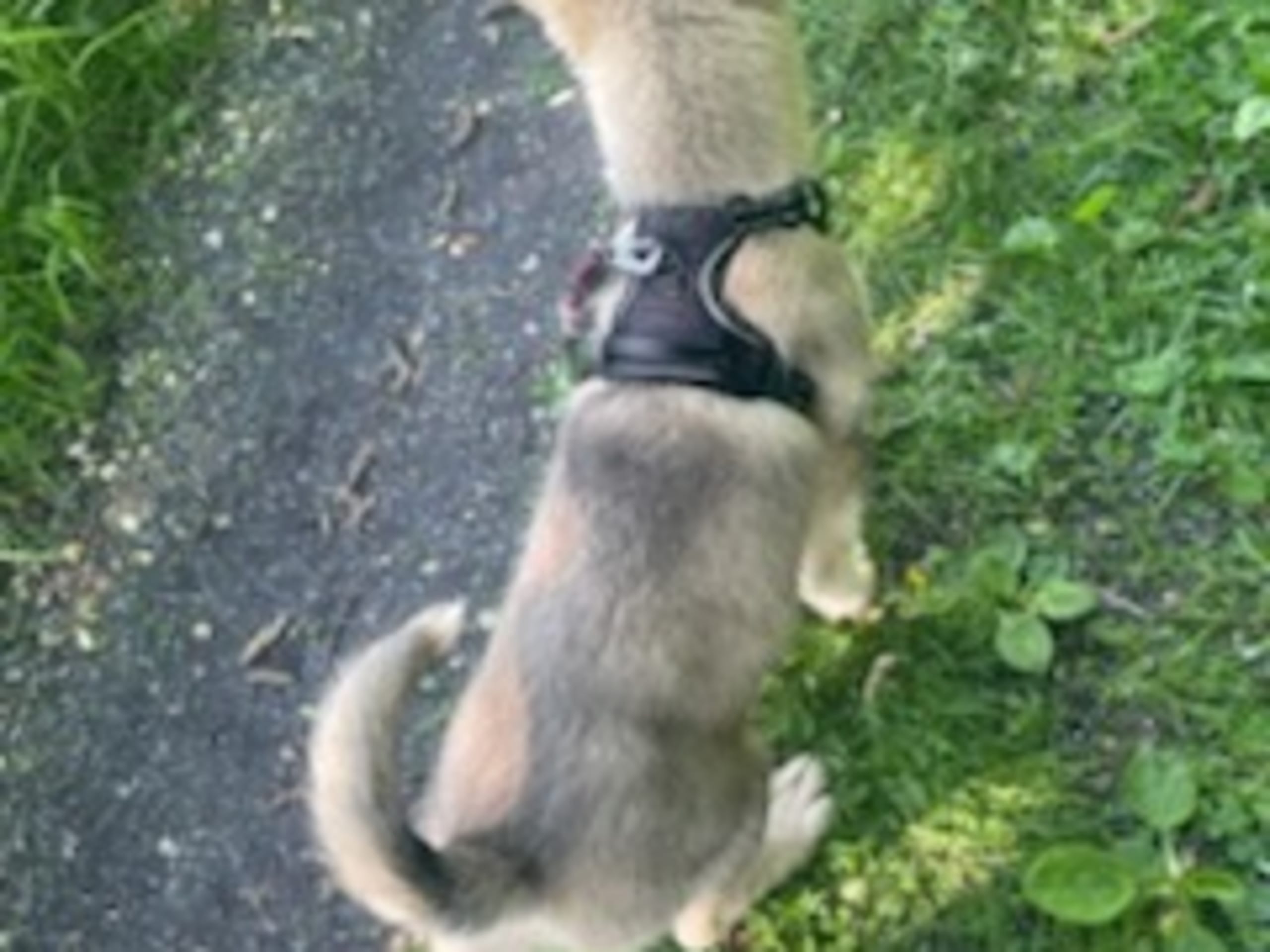 Alaskan malamute