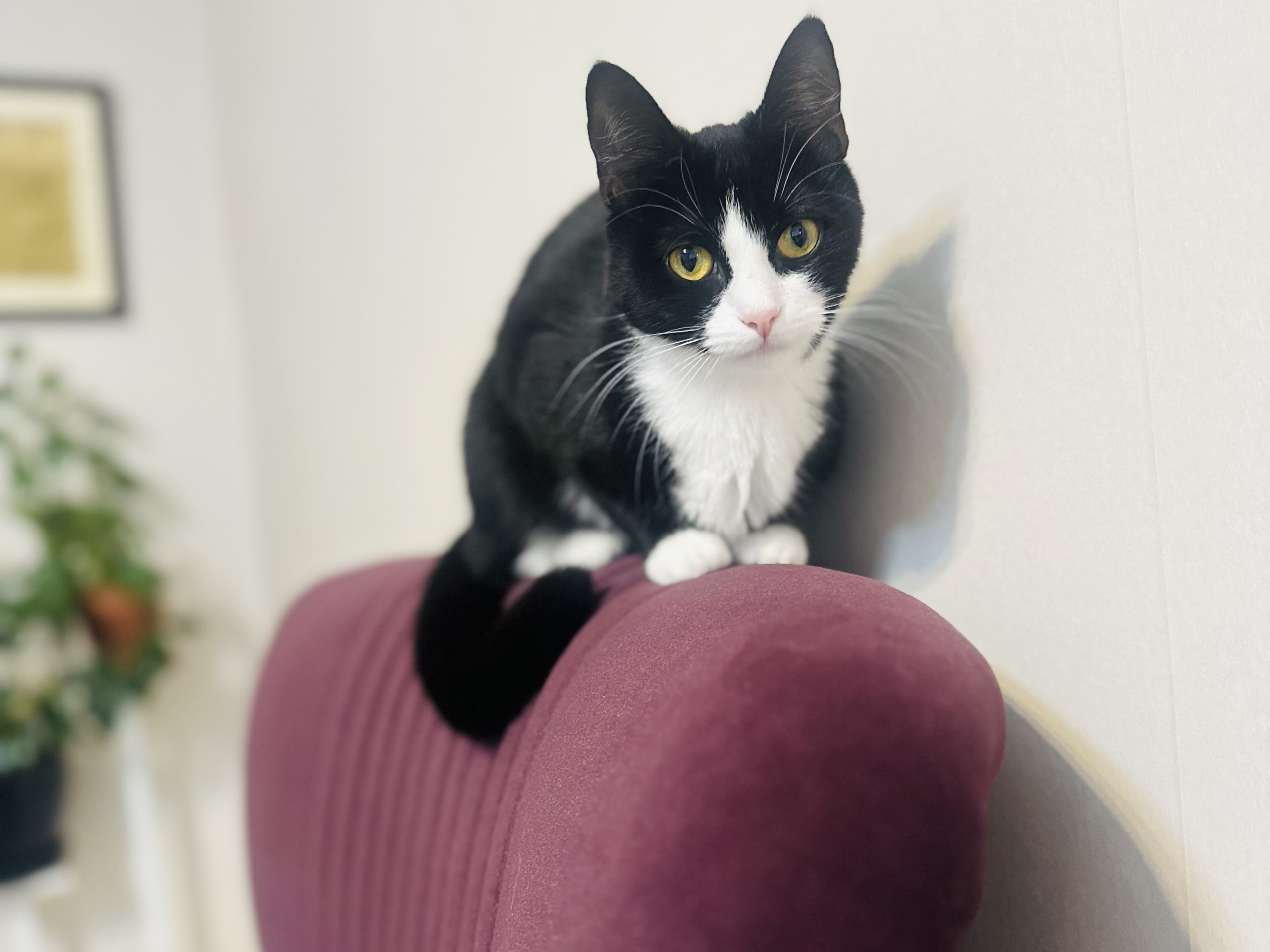Exotic Shorthair