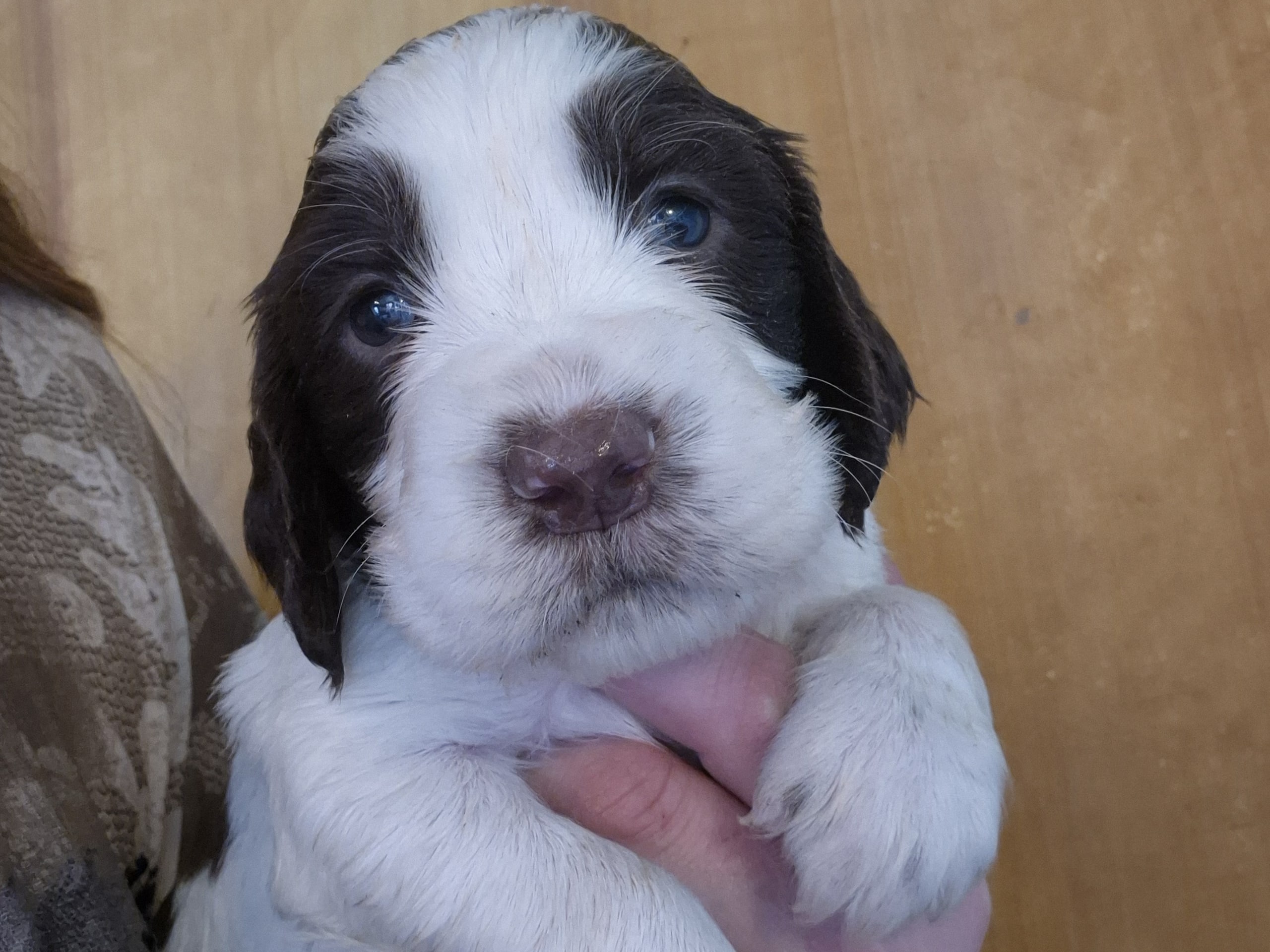 Engelsk springer spaniel