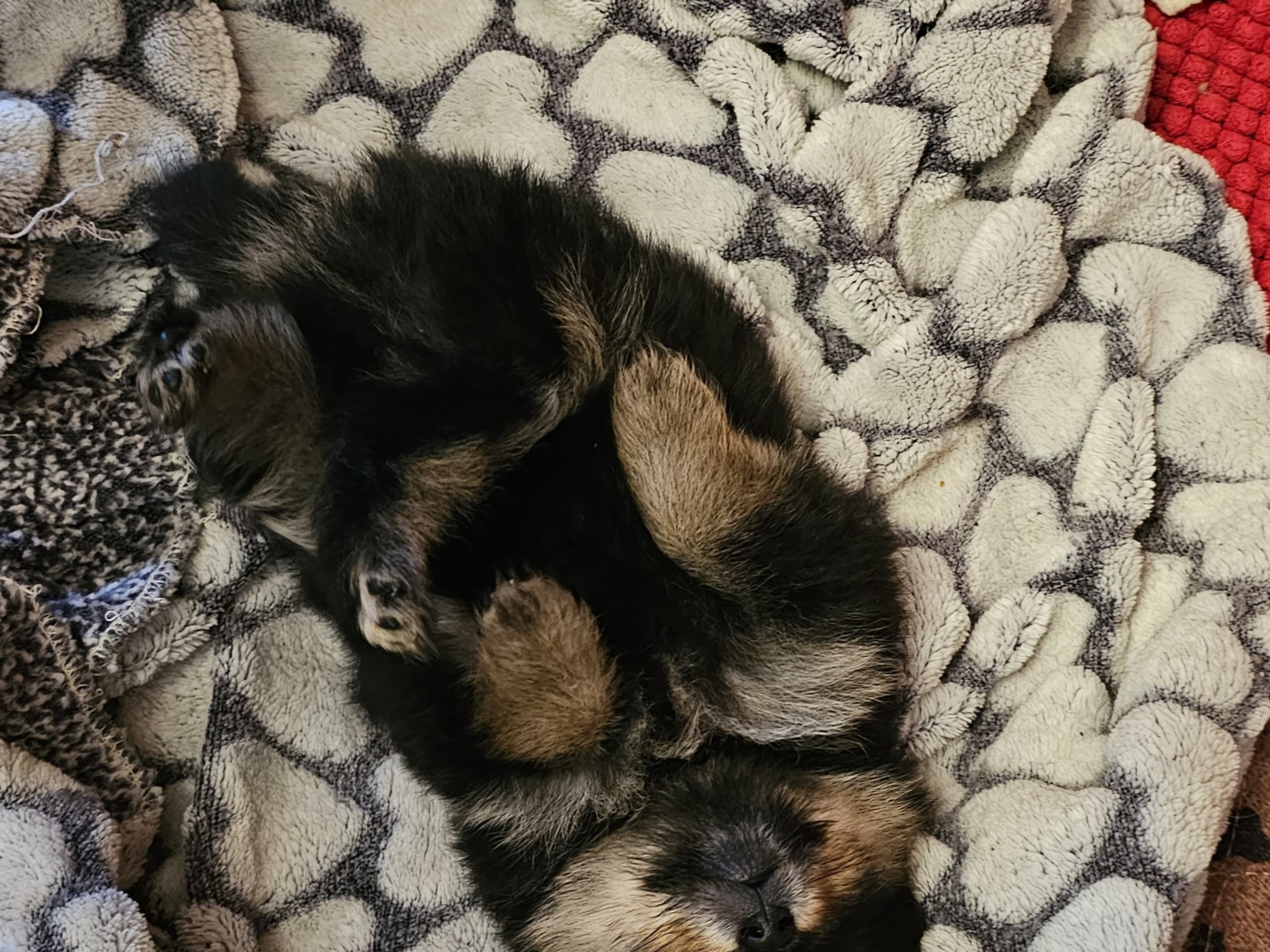 Pomeranian · Enköping · Pomsik Rakaaig