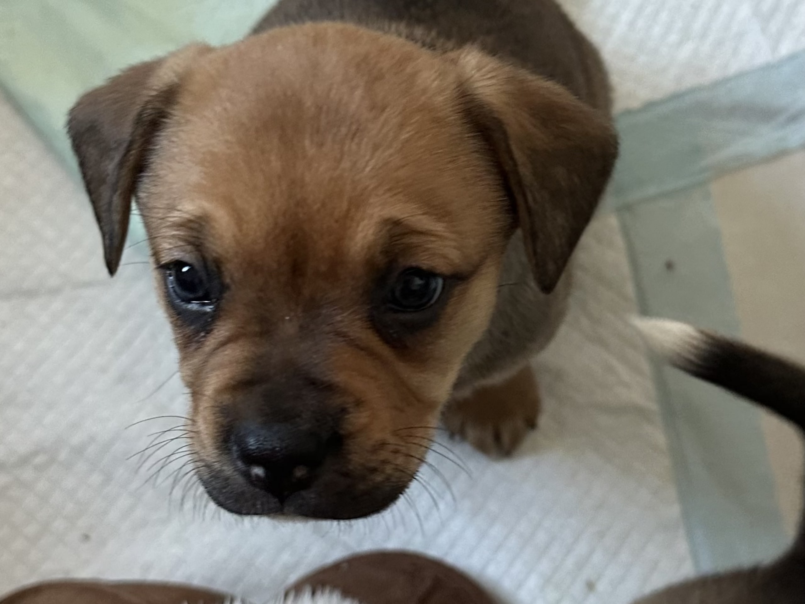 Fransk bulldog och Australiensisk Sheperd · Karlstad · Mia A.