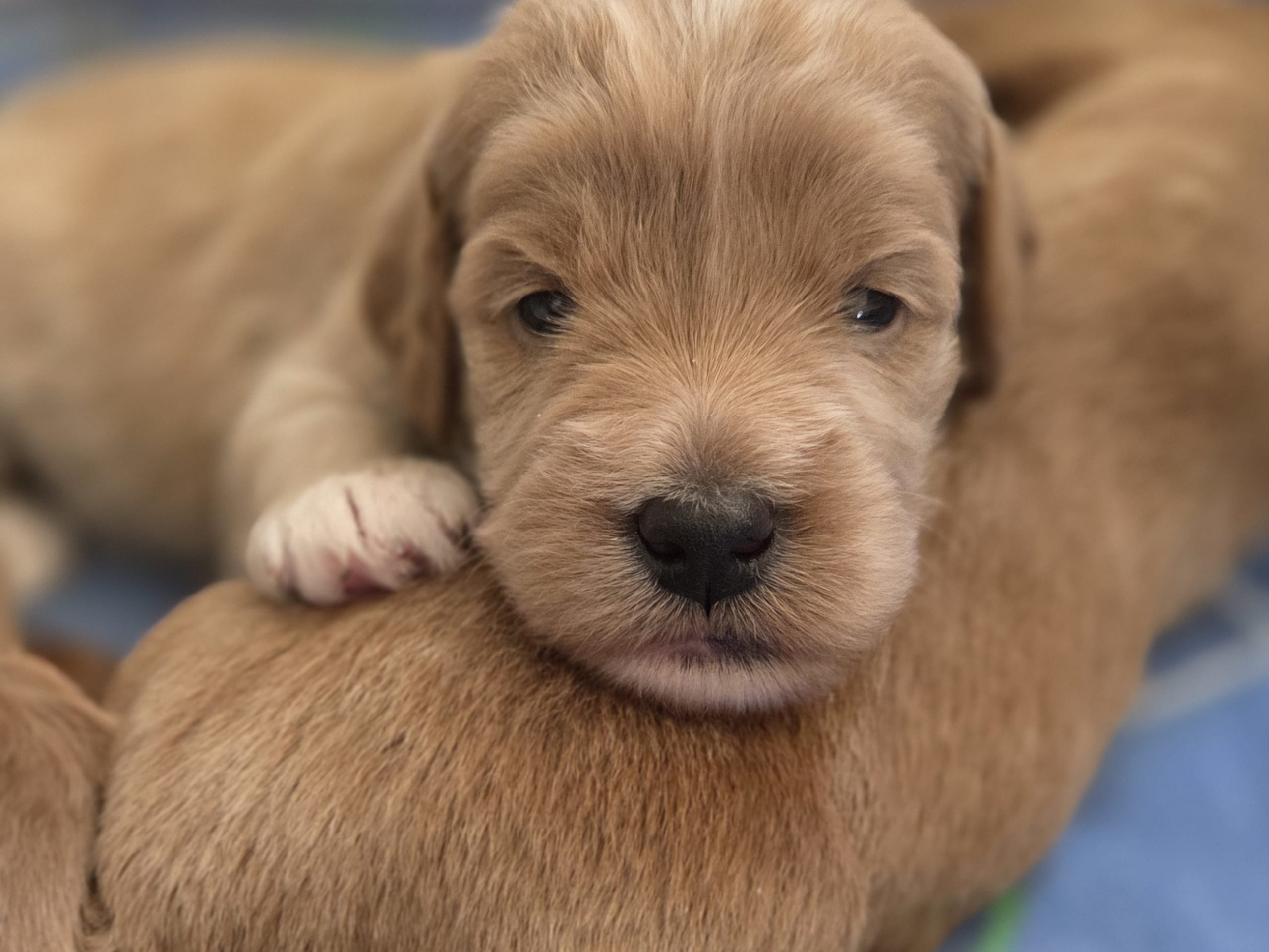 Labradoodle · Ulricehamn · Lyckornaslabradoodle