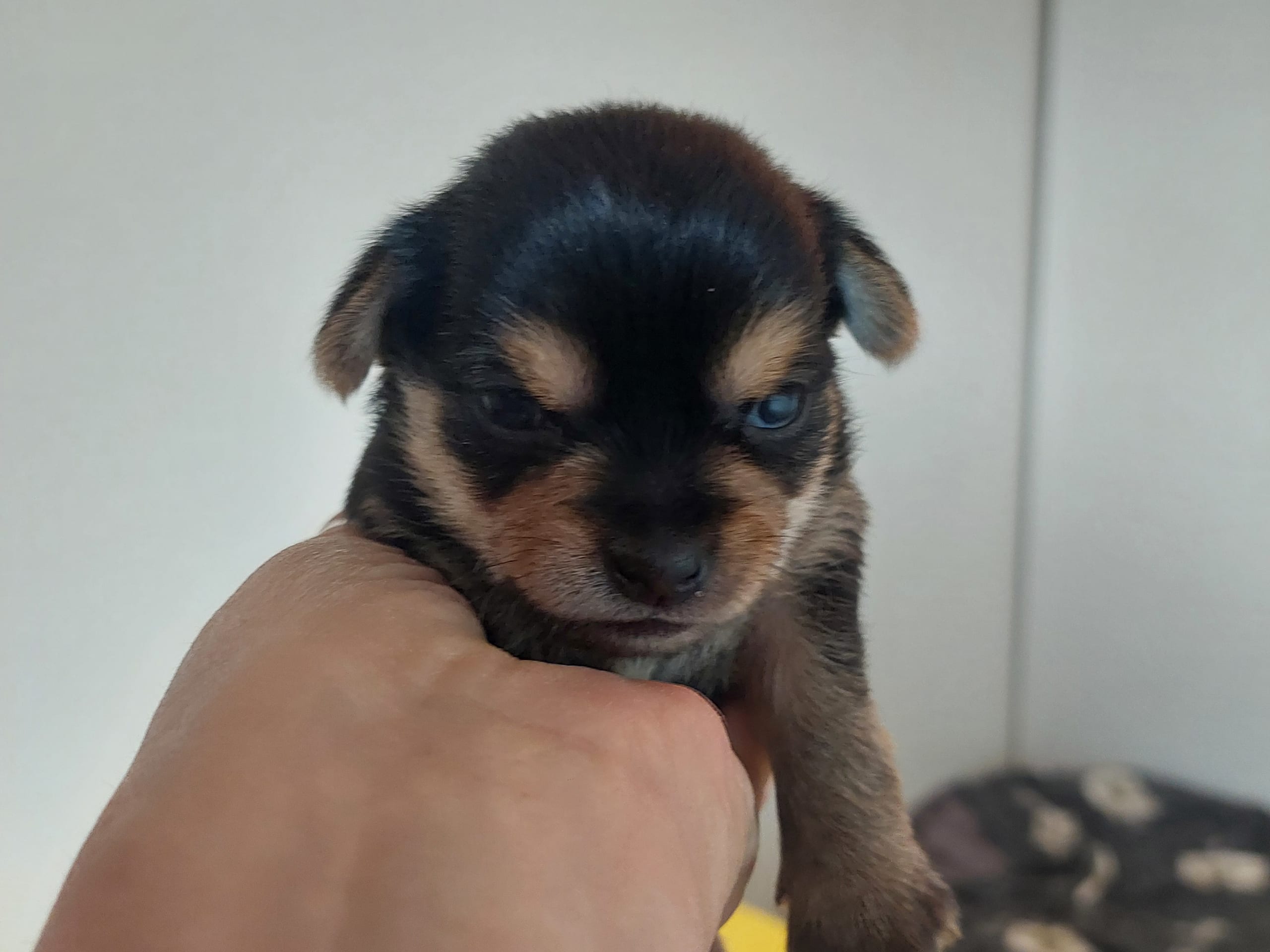 Chorkie · Skärholmen · DochD