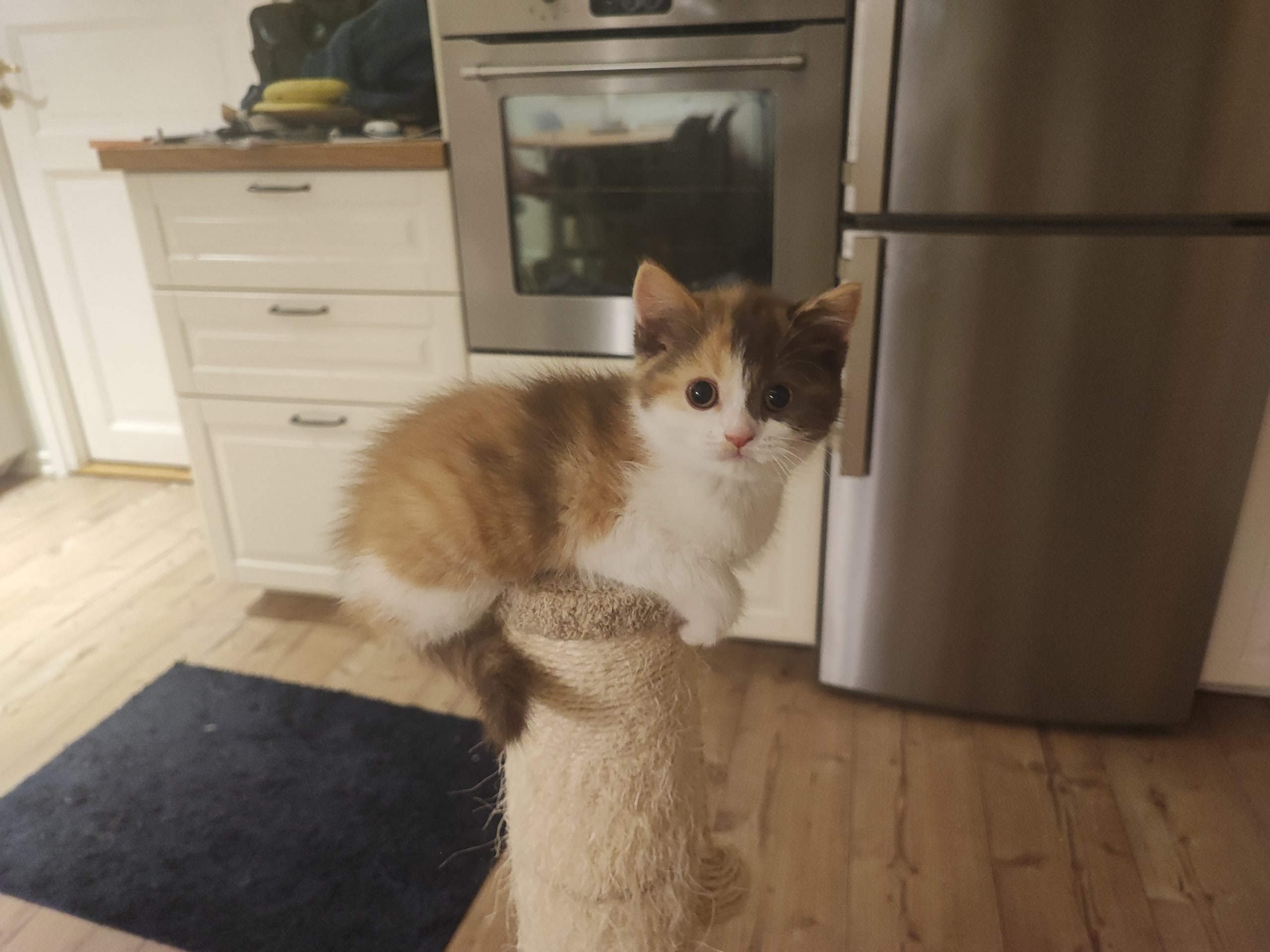 British Shorthair · Ljungsbro · Meåma's