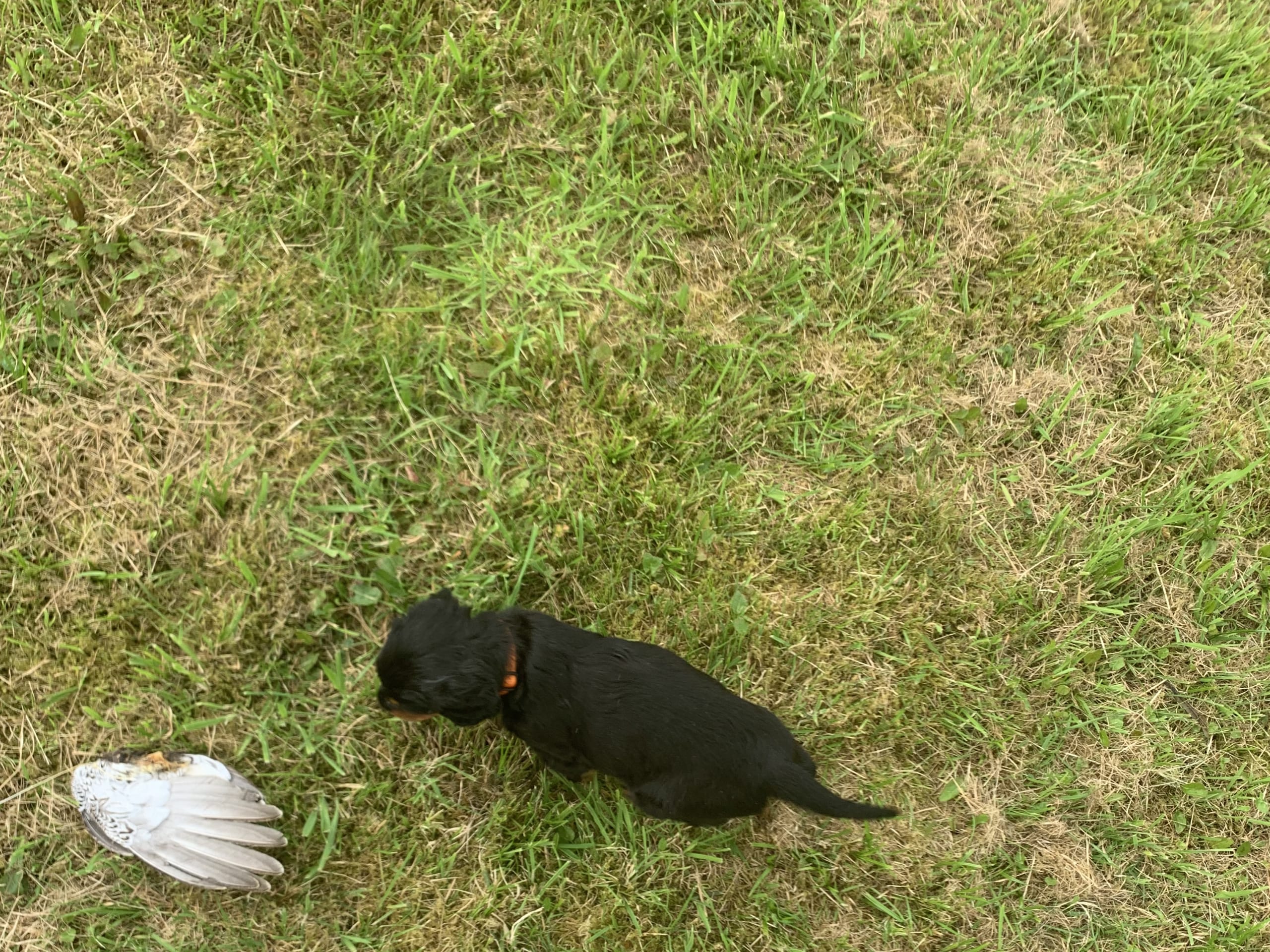 Gordon Setter · Bjoa · Storenutens