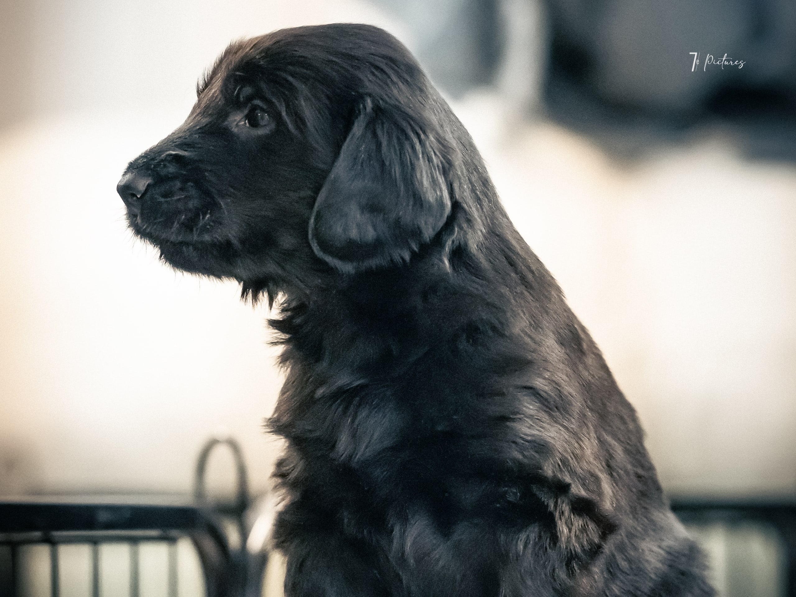 Flatcoated retriever
