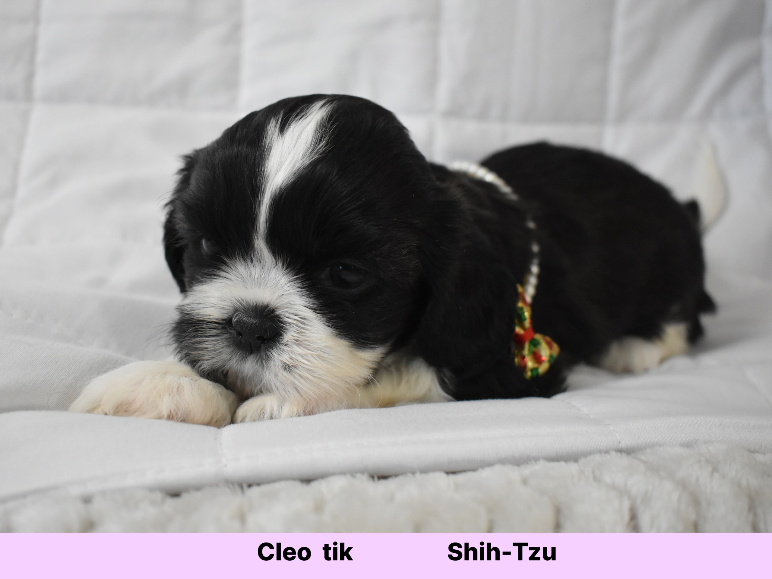 Shih tzu
