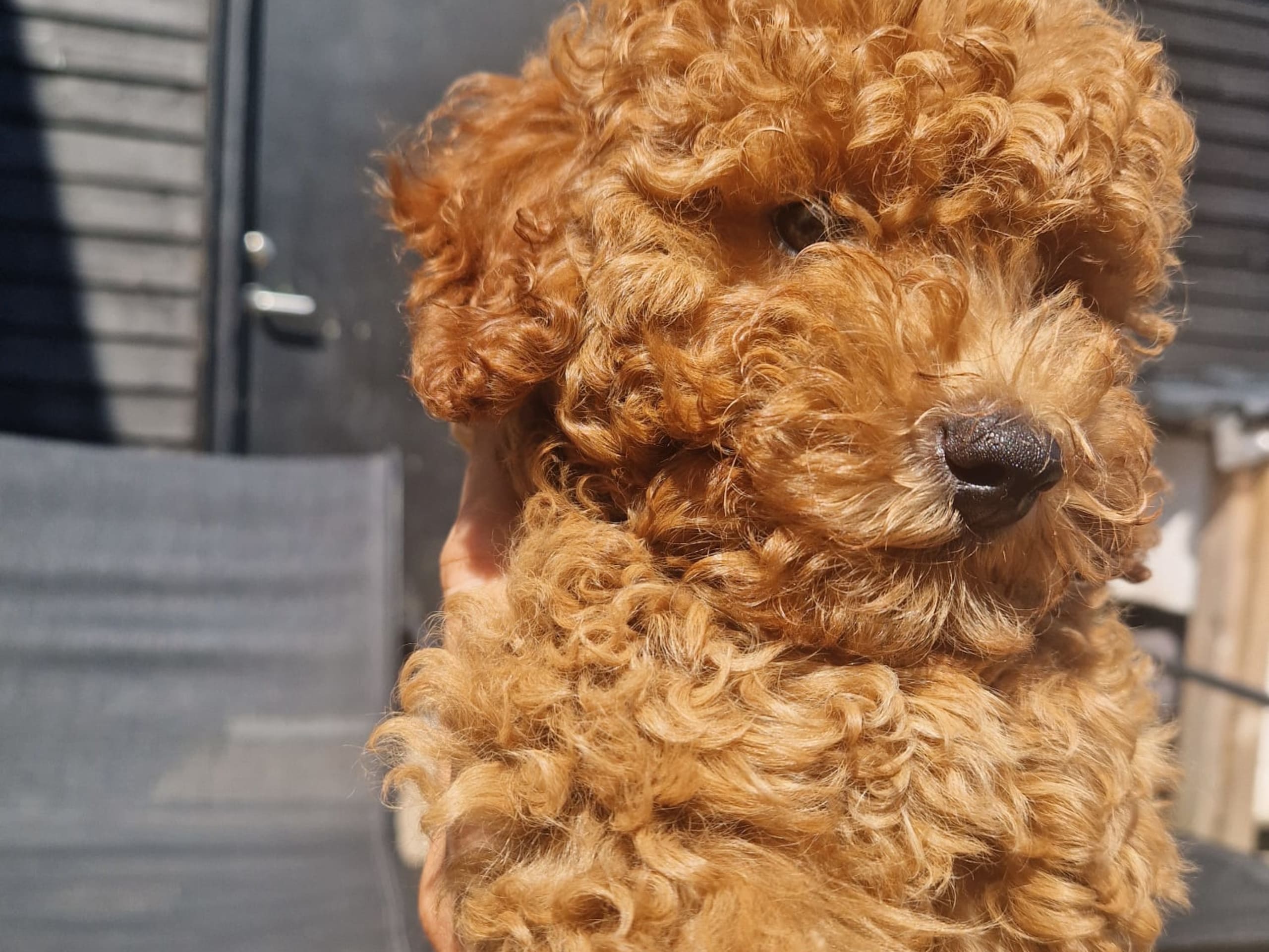 Toy Poodle