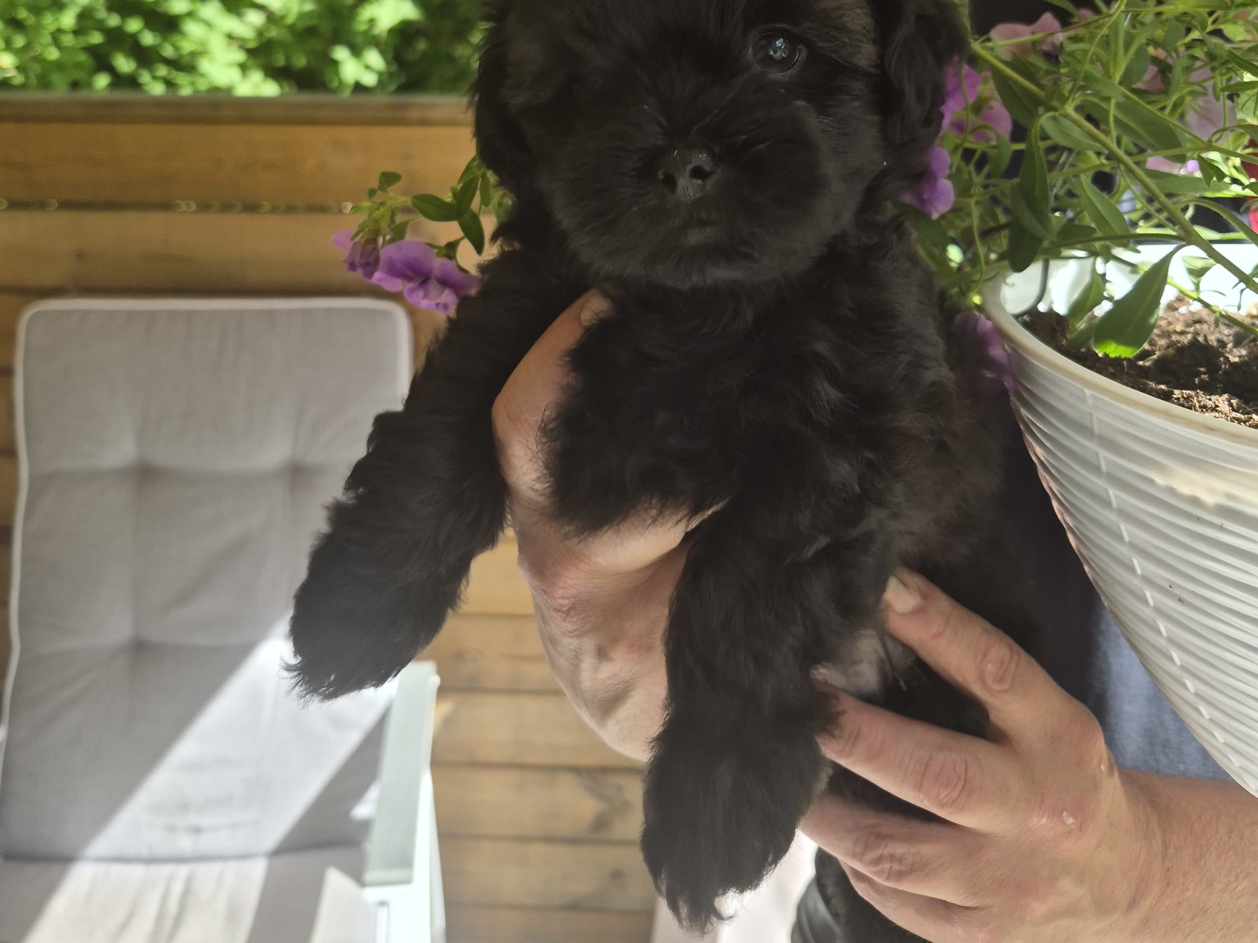 Shihpoo · Sköldinge · Shihpoo
