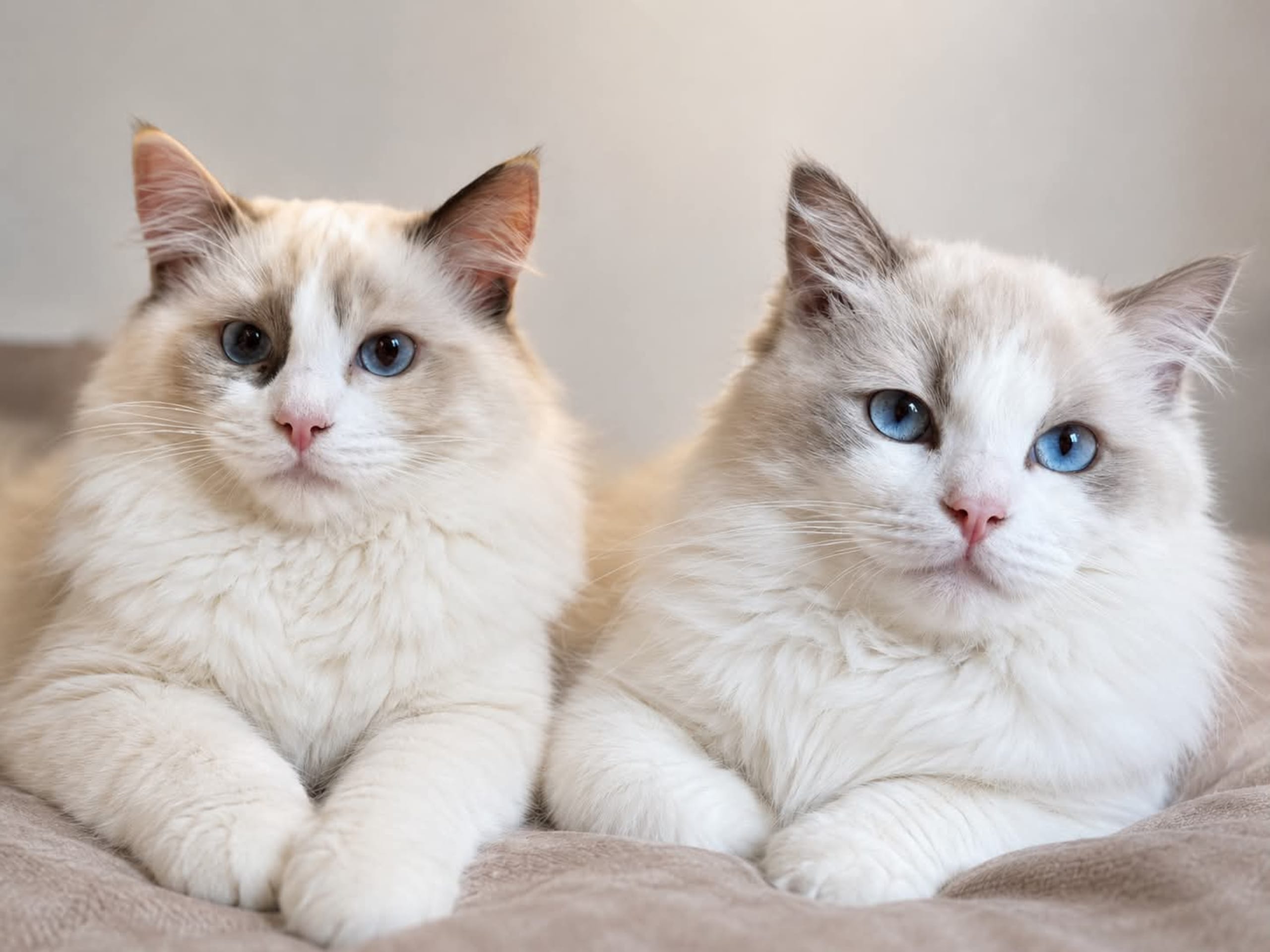Ragdoll · Norrköping · Benjamin I.