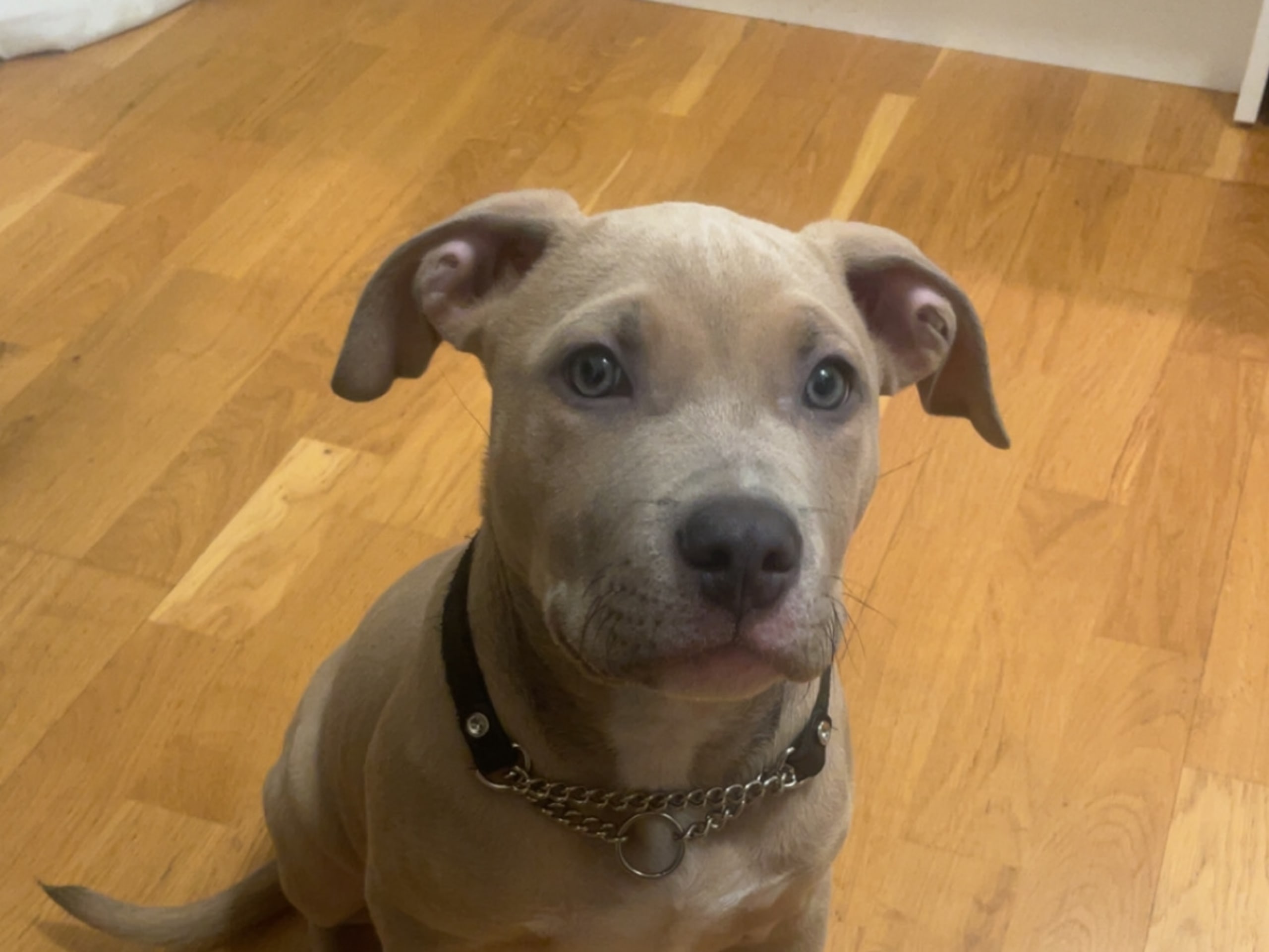 American Staffordshire Terrier