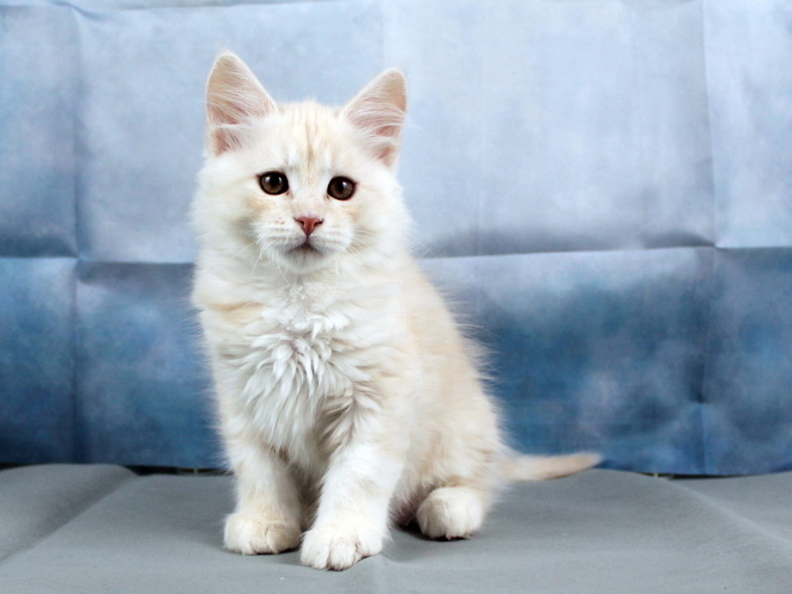 Maine Coon