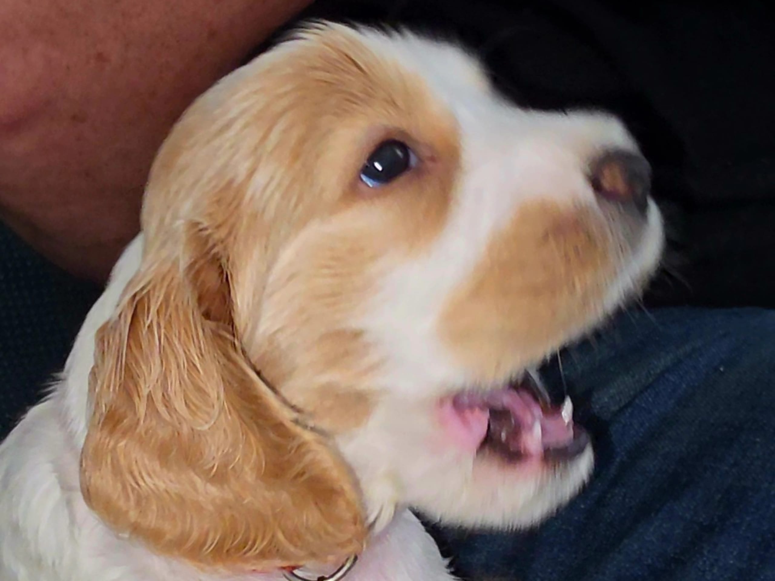 Cocker Spaniel