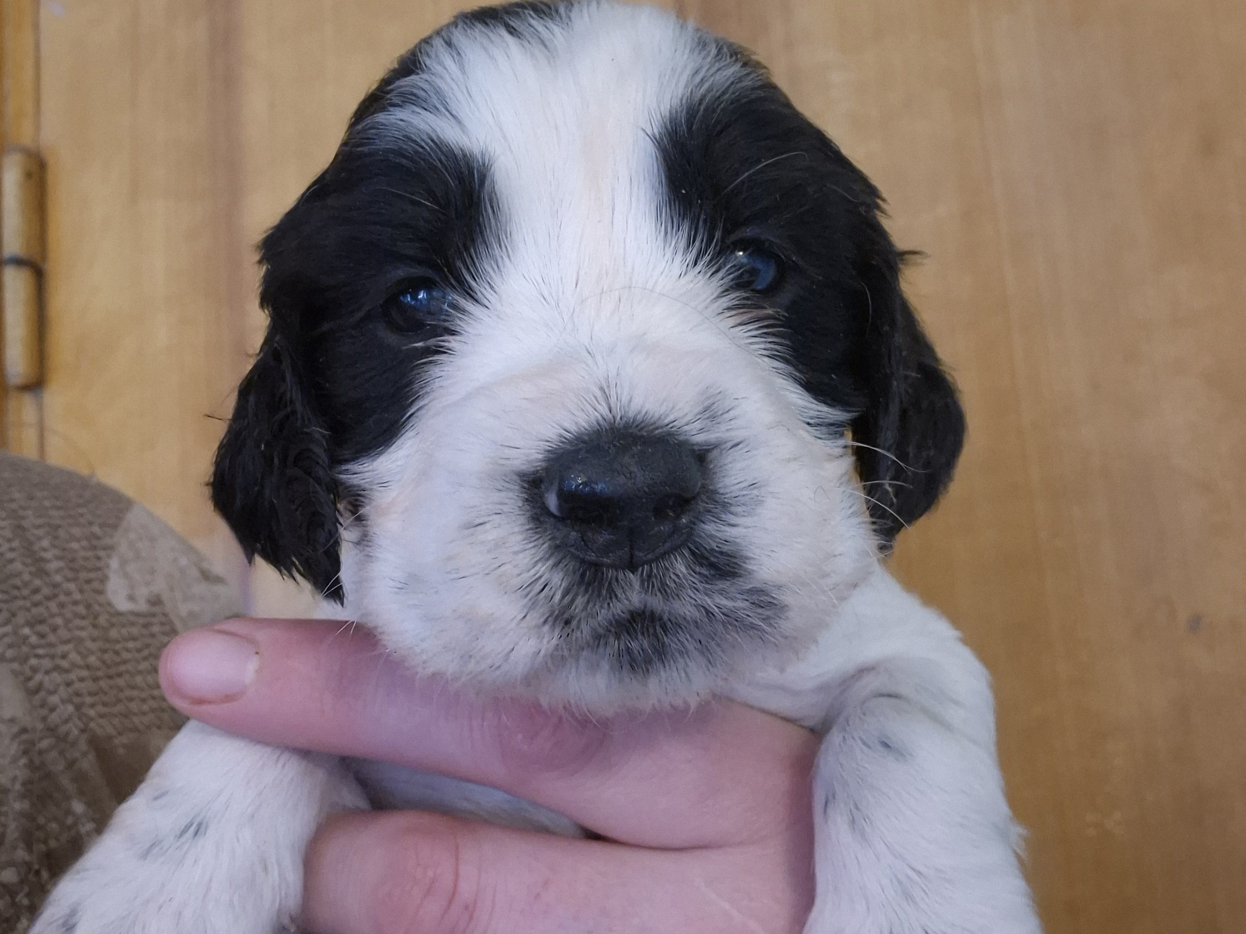 Engelsk springer spaniel
