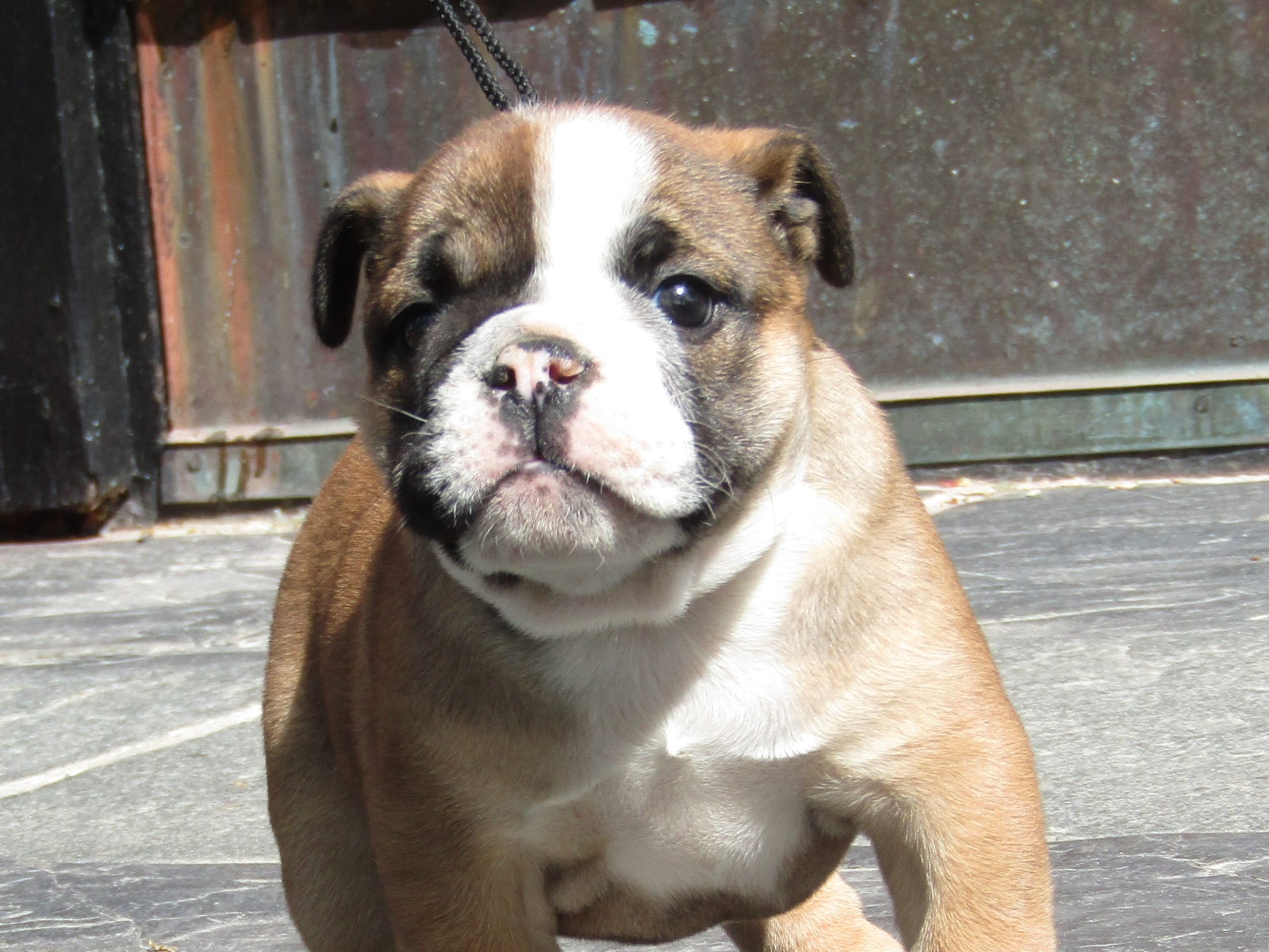 English Bulldog