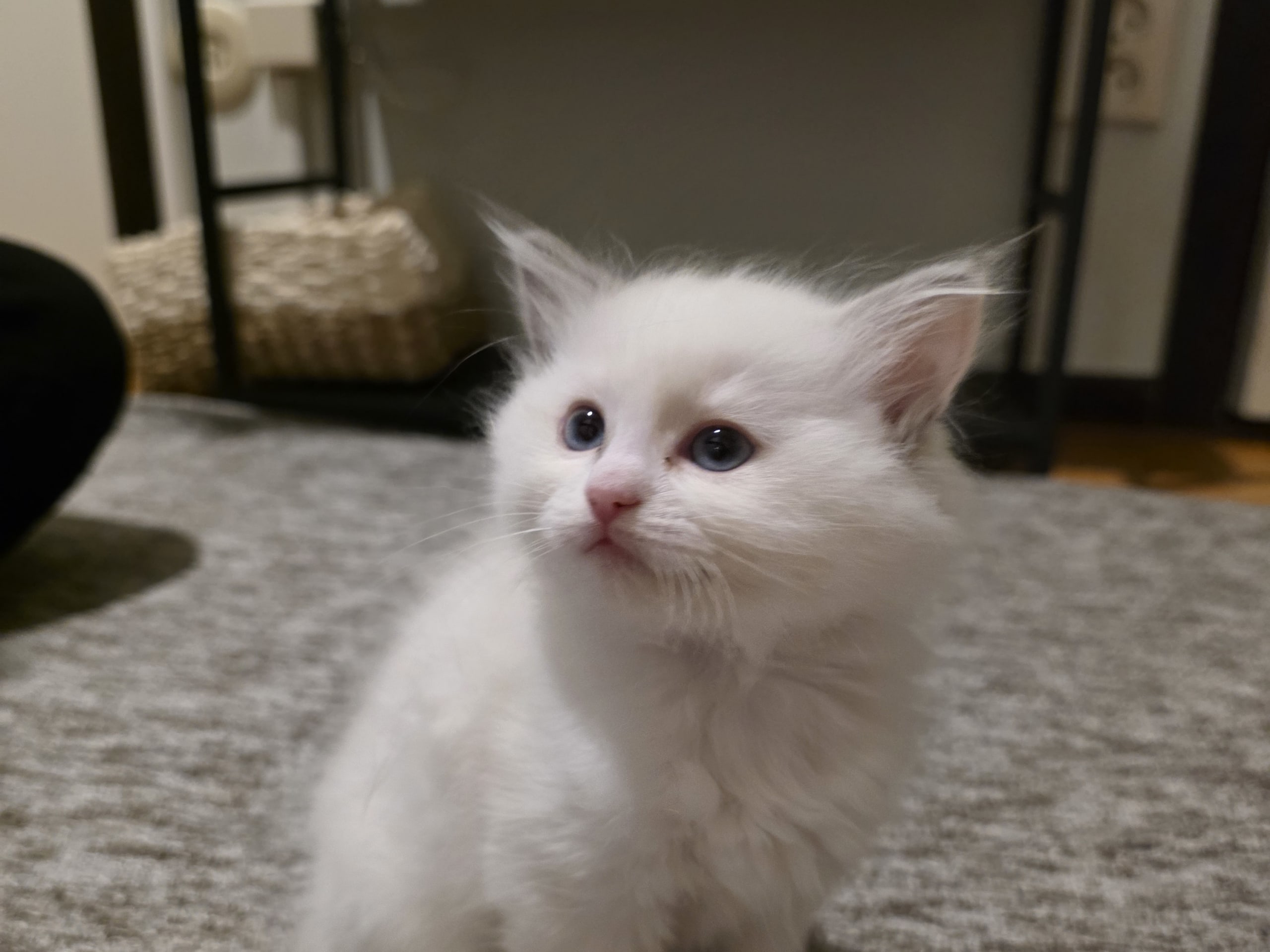 Ragdoll · Norrköping · Benjamin I.