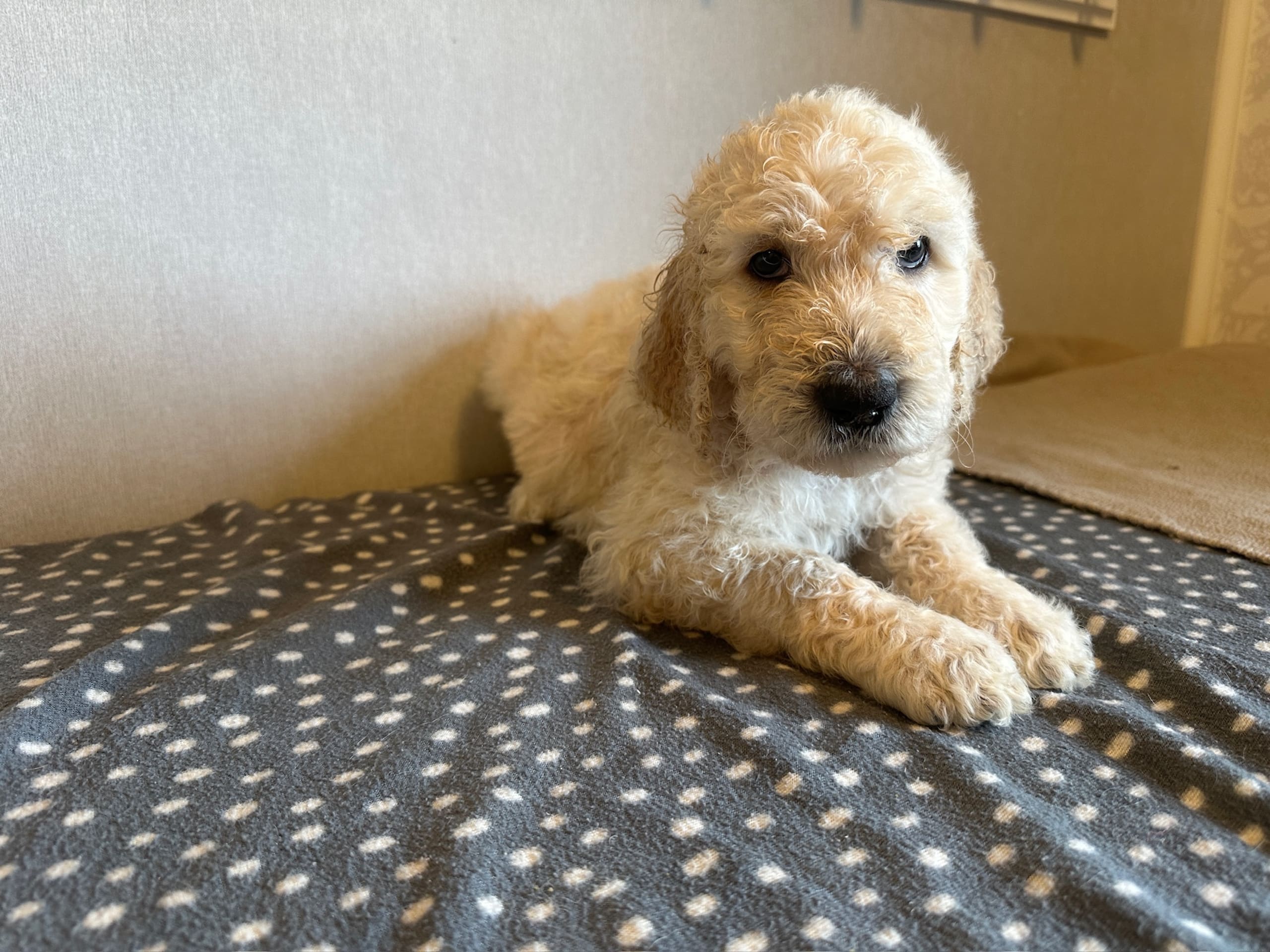 Goldendoodle