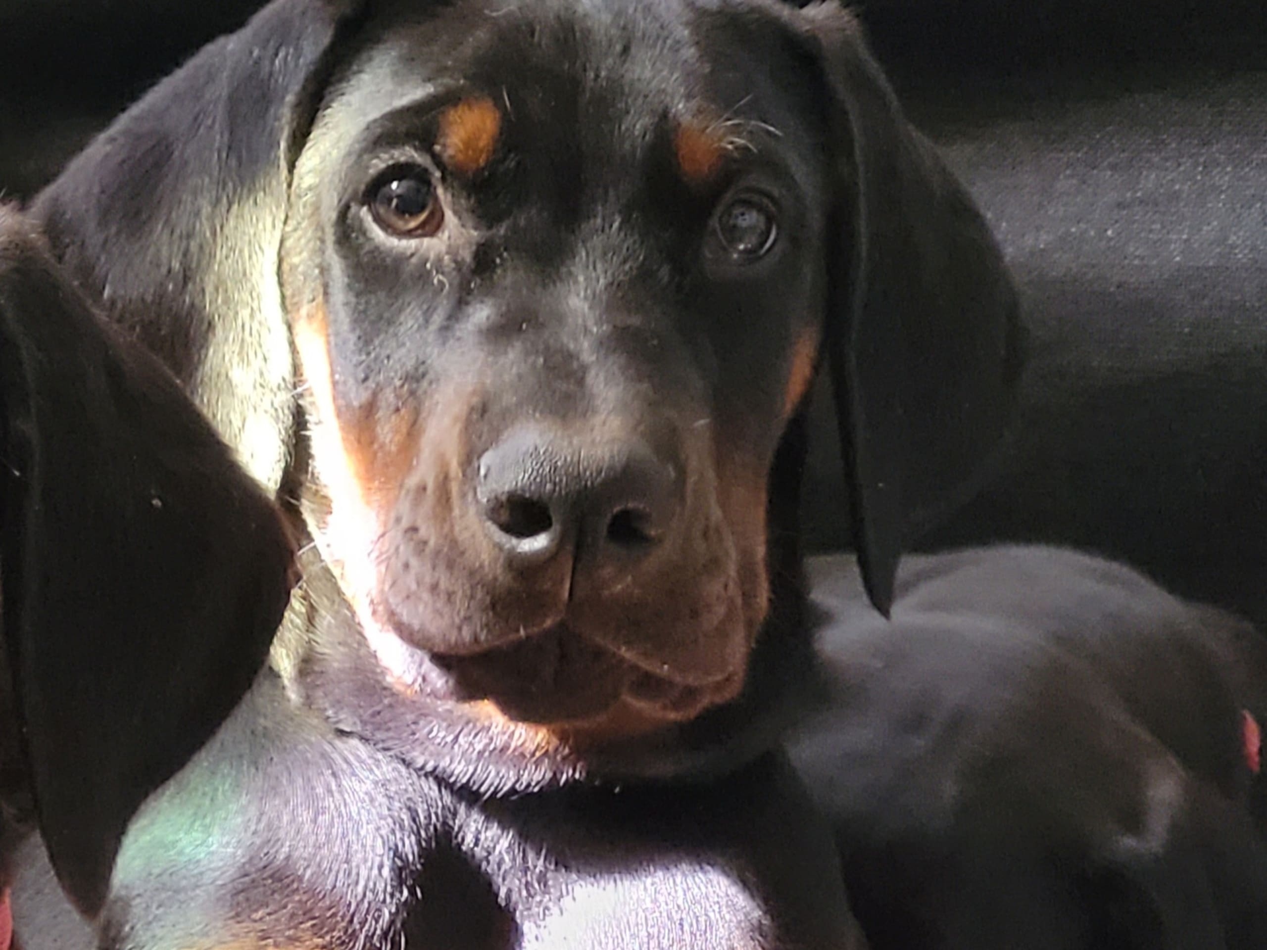 Dobermann