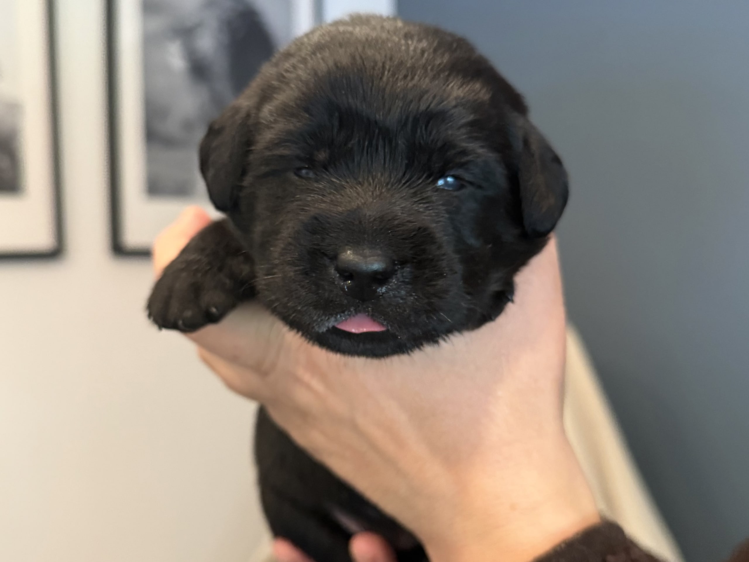 Labrador Retriever · Svärtinge · Blankgölens kennel