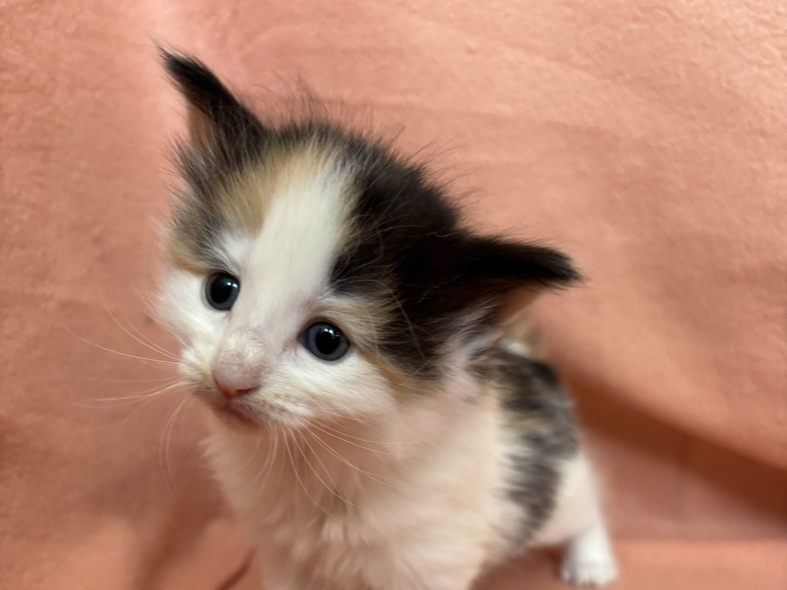Norsk skogkatt