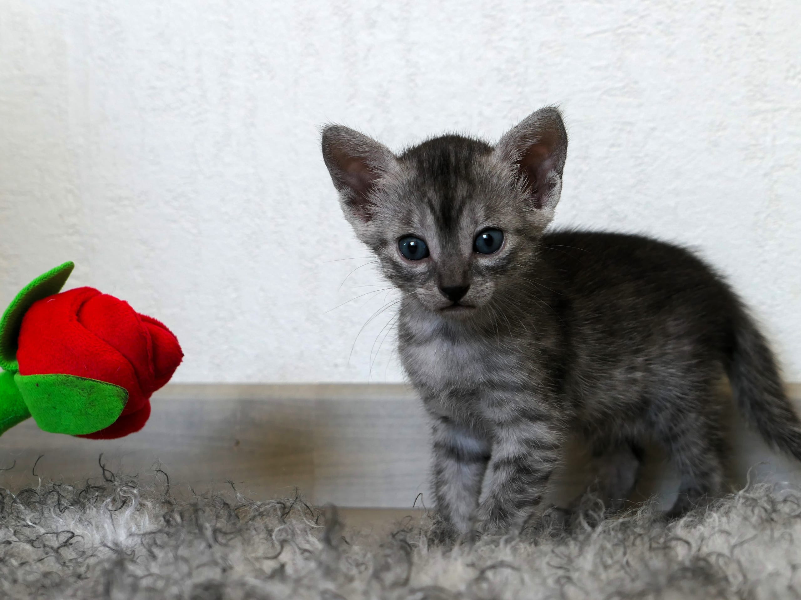 Egyptian Mau