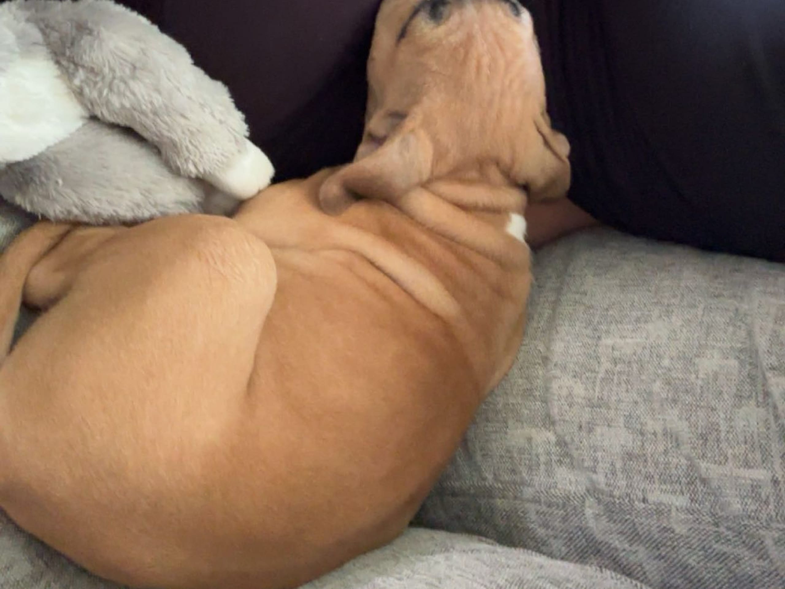 American Bully · Växjö · Nova P.
