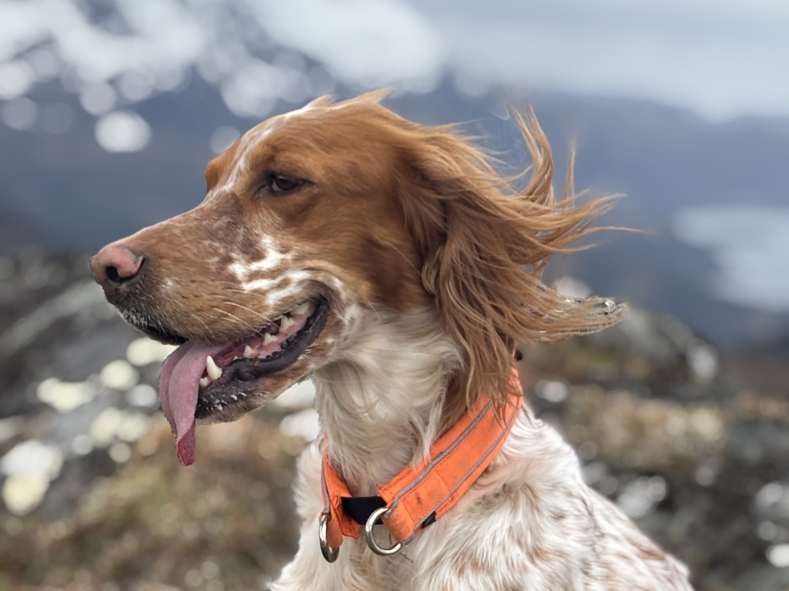 Engelsk setter