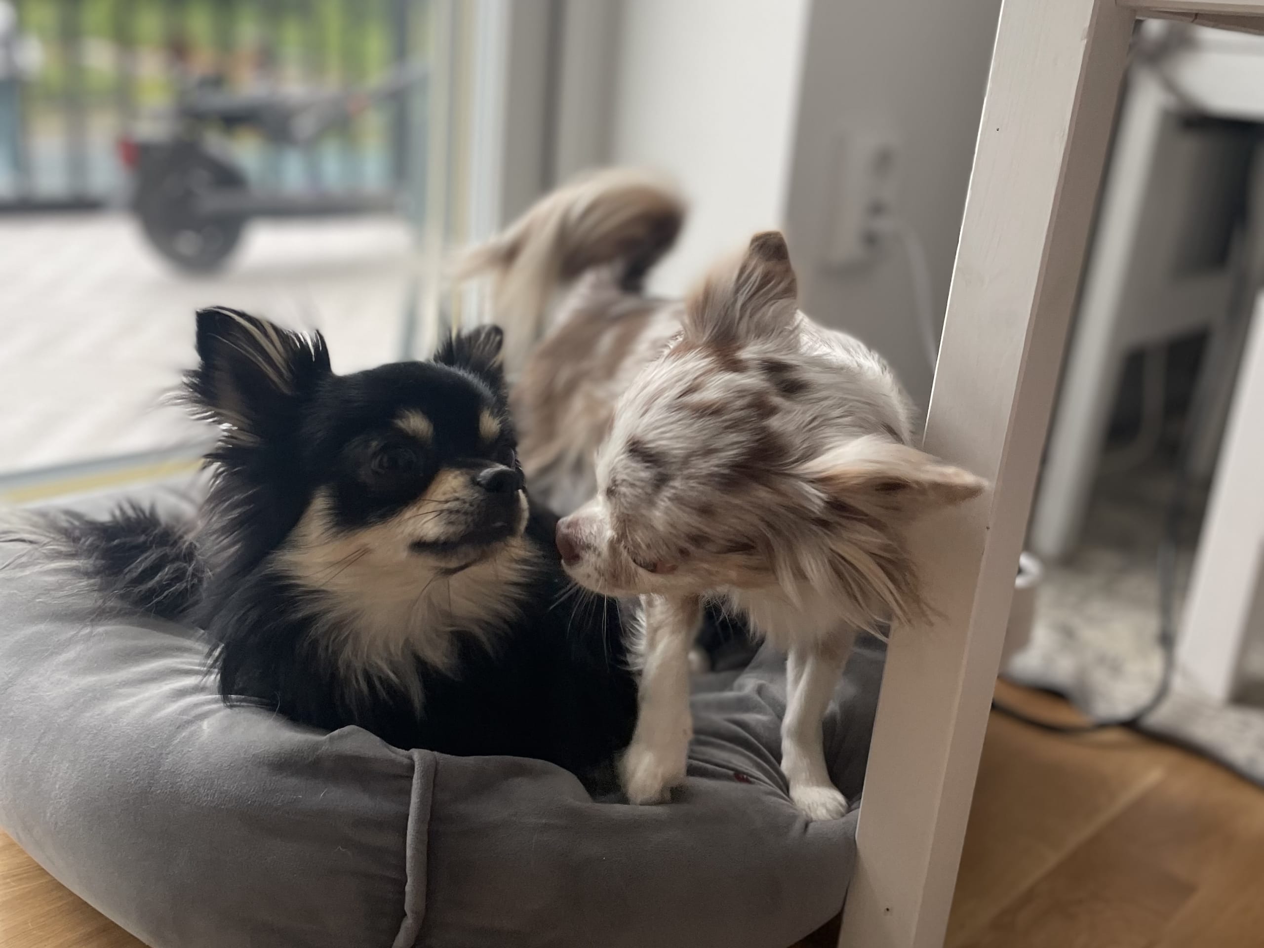 Chihuahua