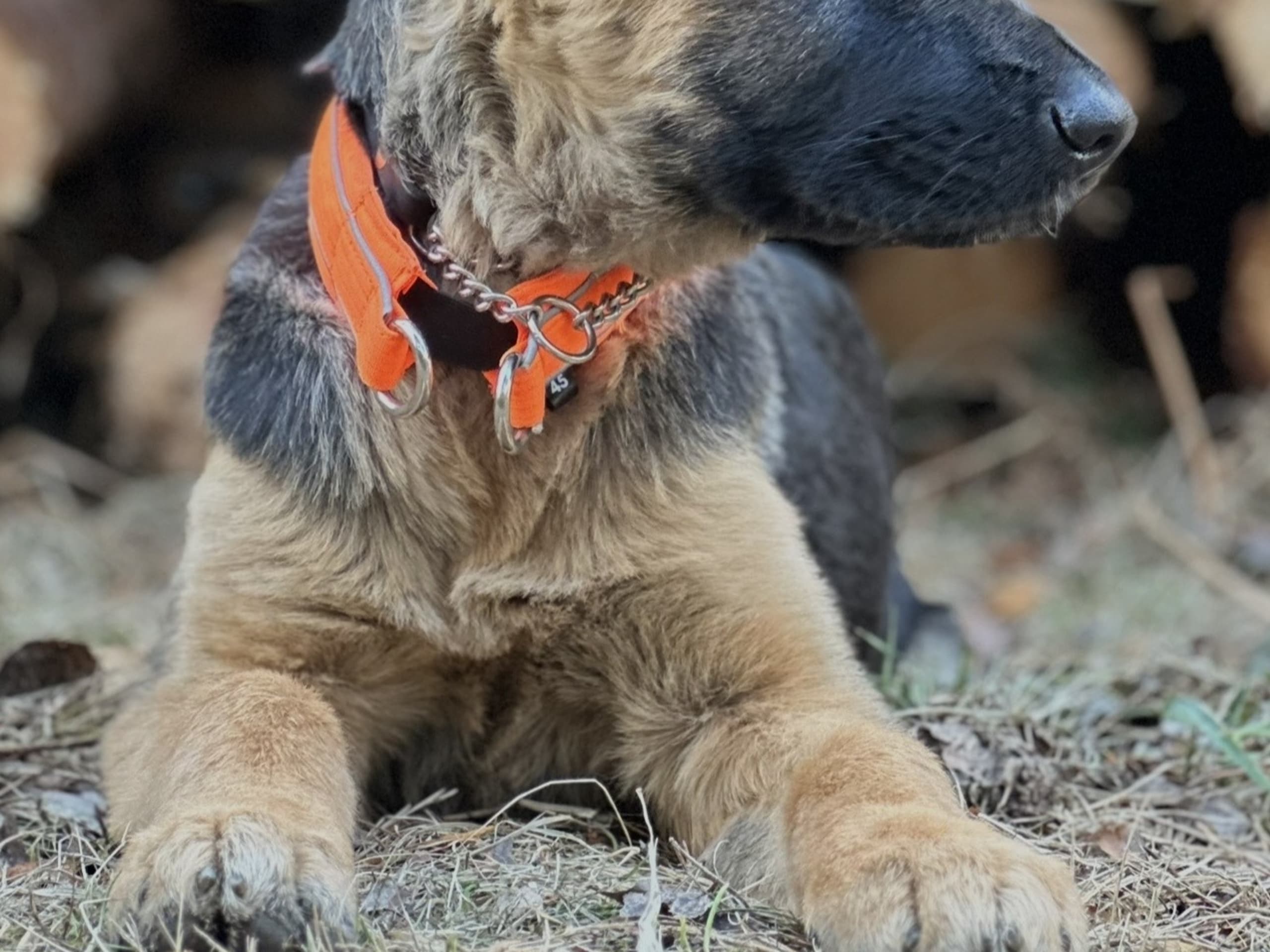 Schäferhund