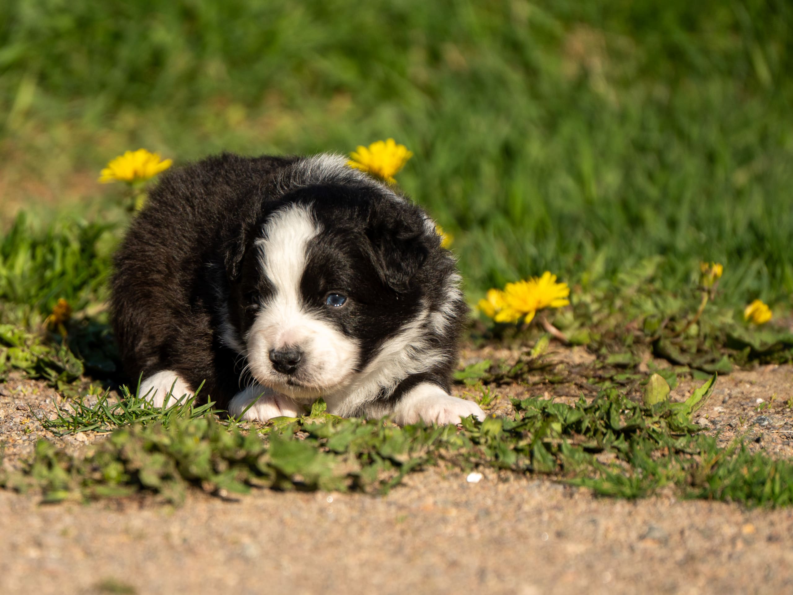 Australian shepherd