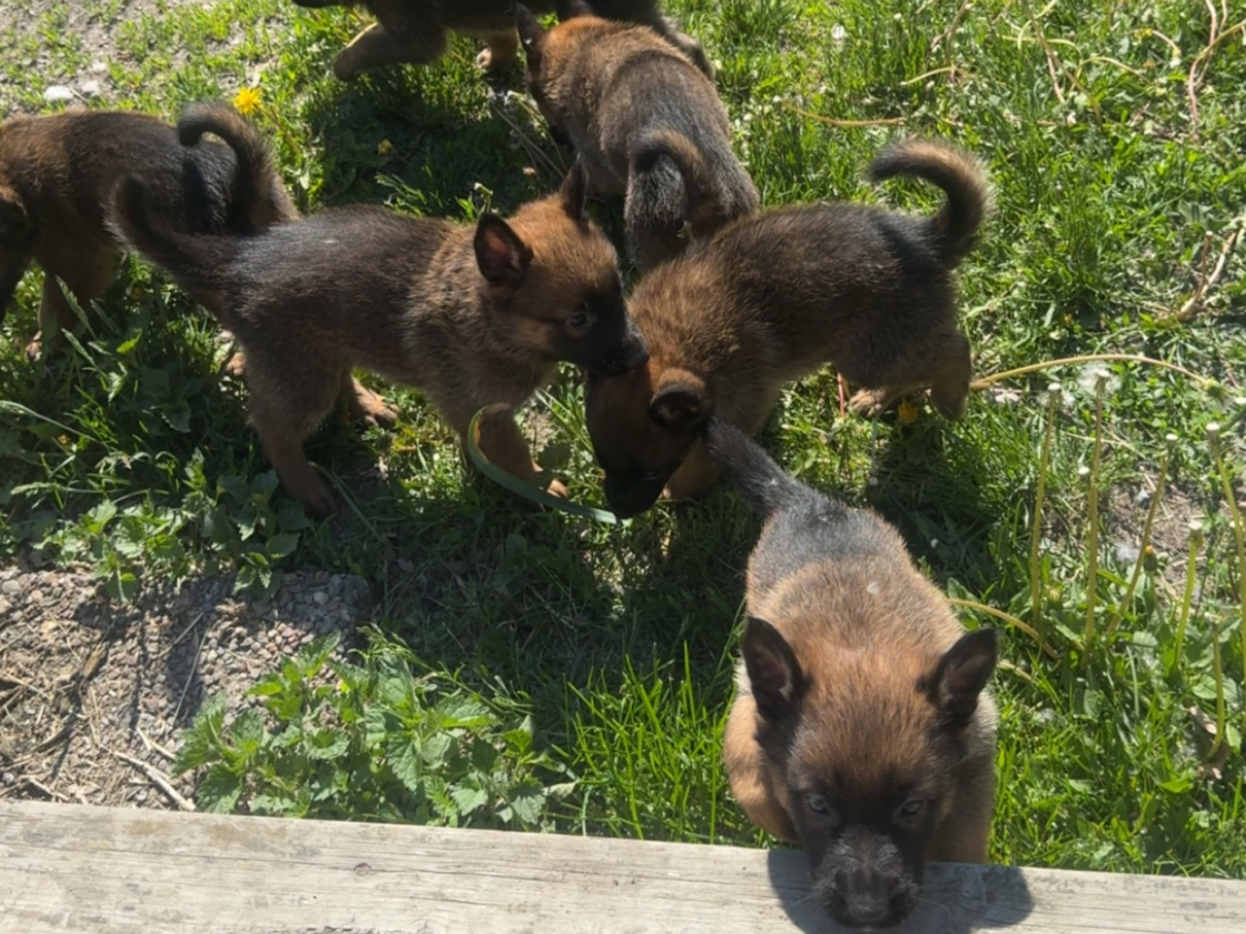 Belgisk fårehund, malinois
