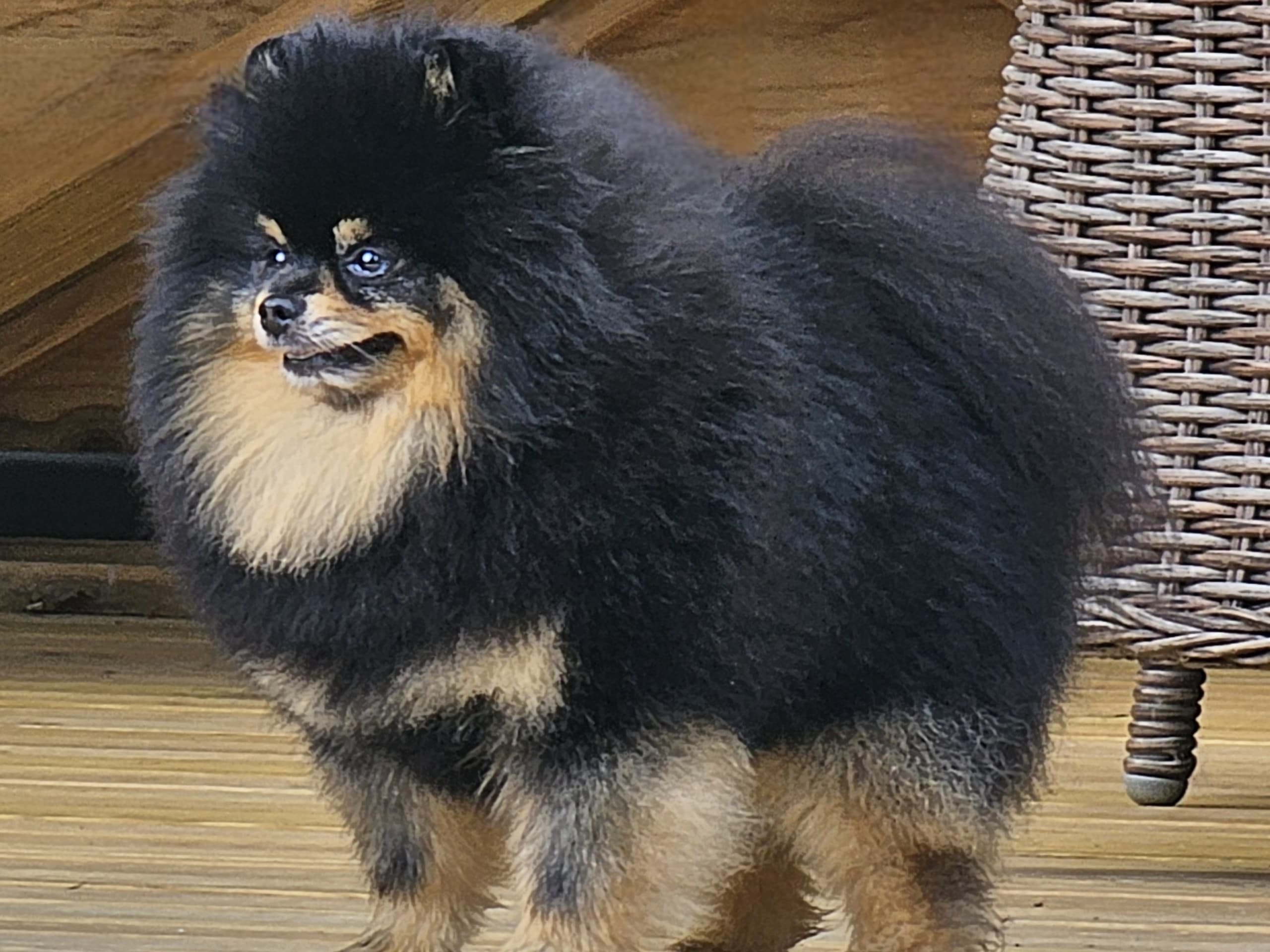 Pomeranian · Enköping · Pomsik Rakaaig