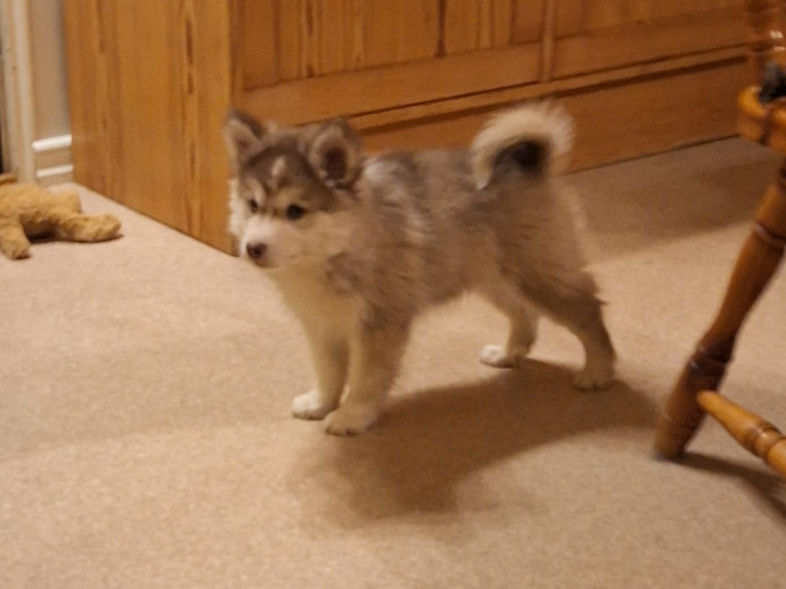 Finsk lapphund