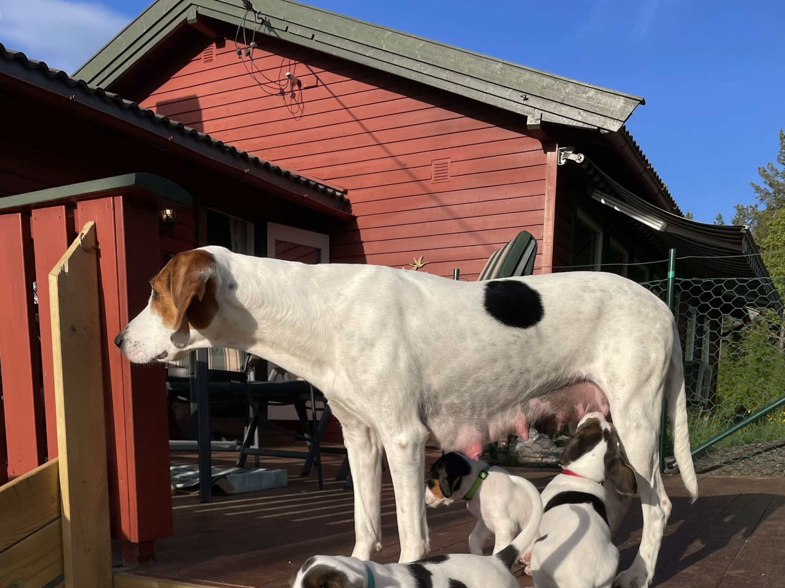 Halden Hound (Haldenstøver)