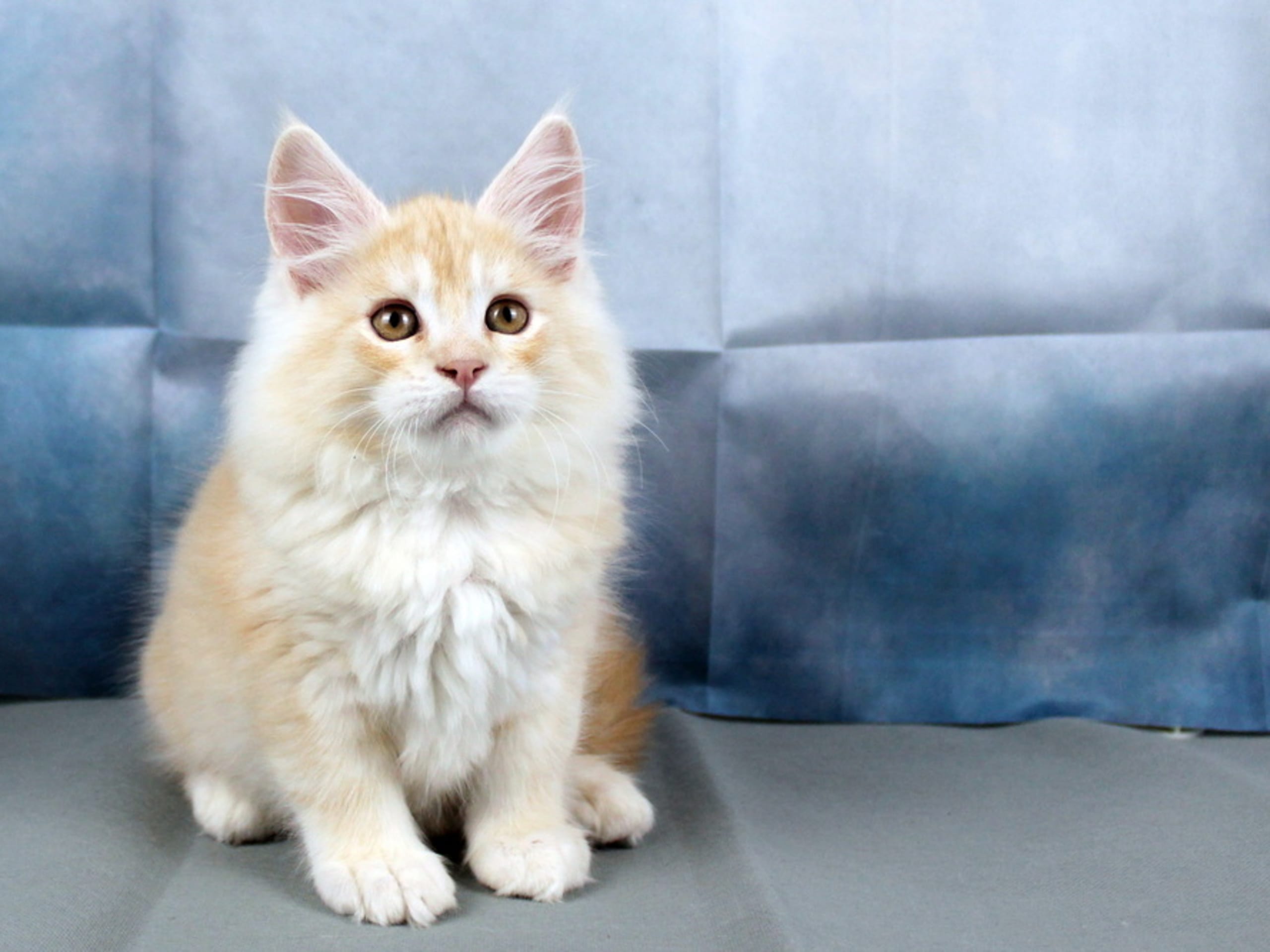 Maine Coon