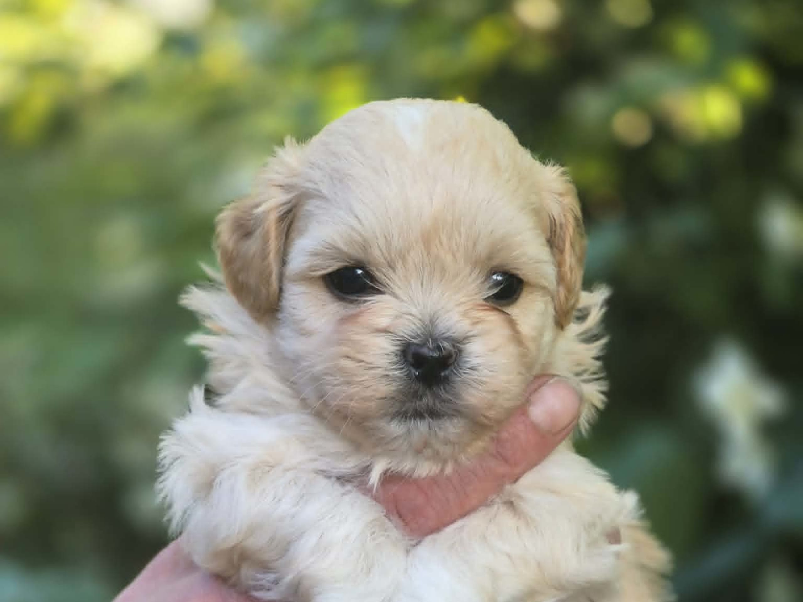 Shihpoo · Sköldinge · Shihpoo
