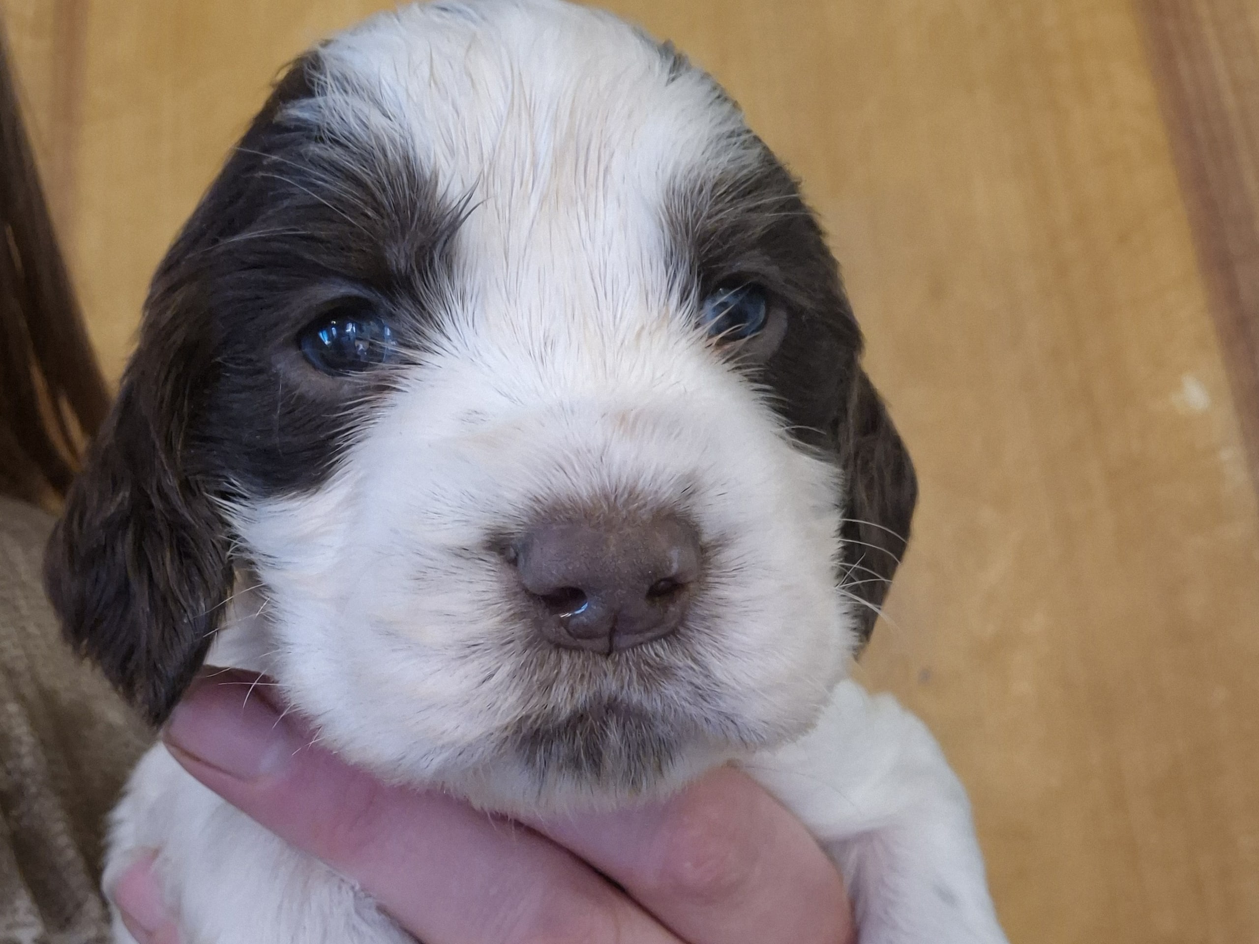 Engelsk springer spaniel · Möklinta · Guldnosarnas