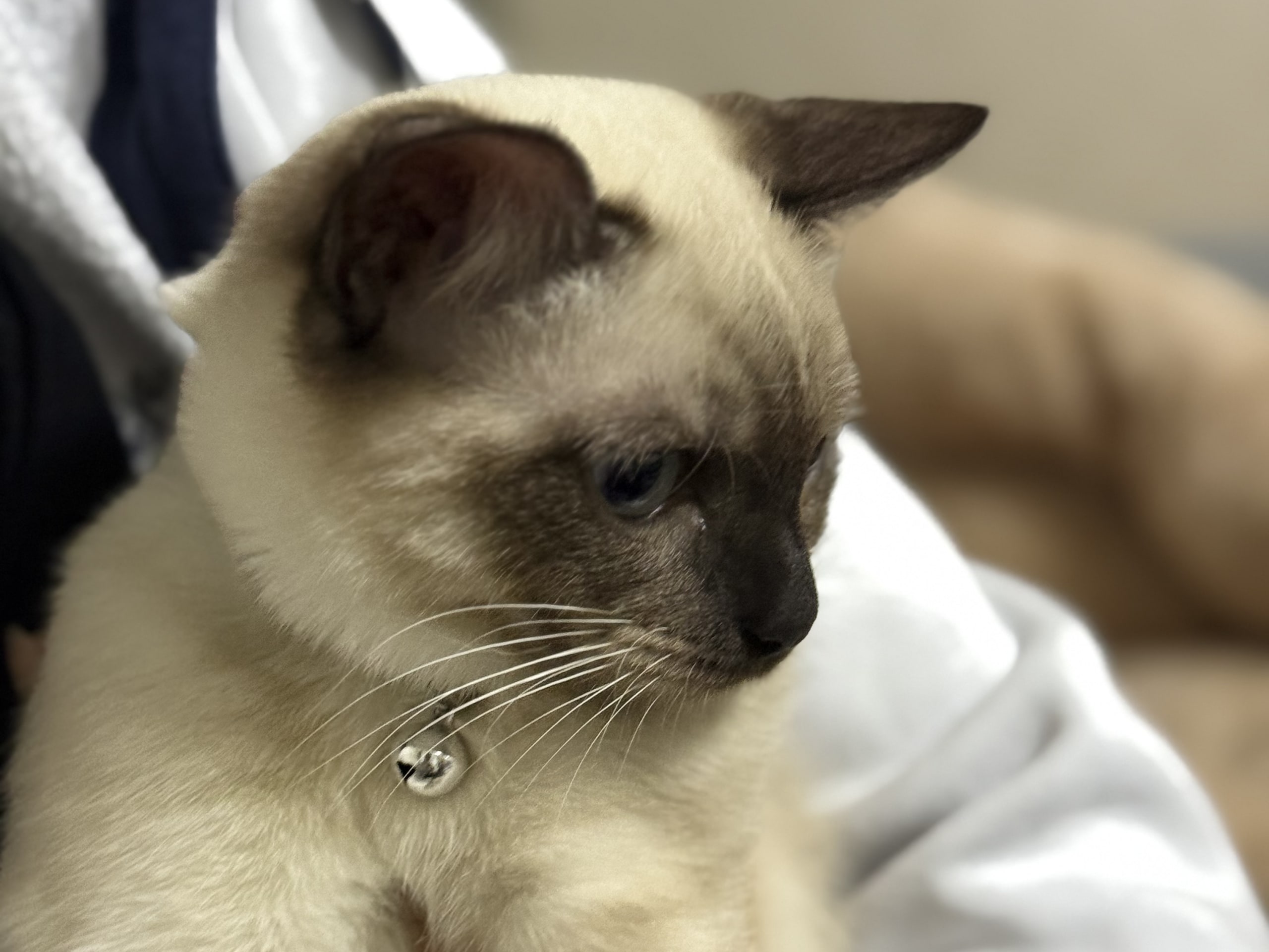 Ragdoll · Växjö · Bayan J.
