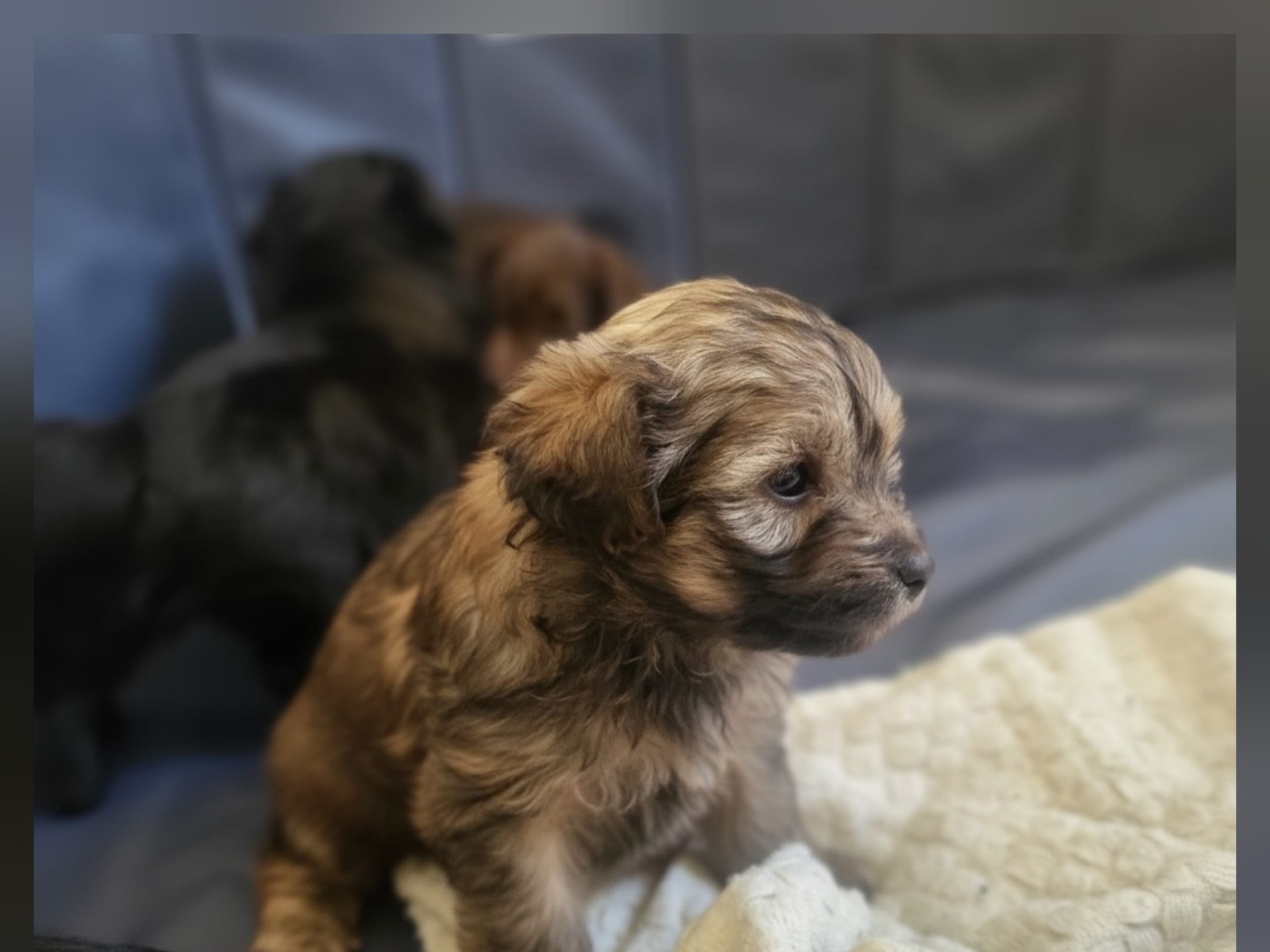 Maltipoo · Långås · Snöflingans maltipoo