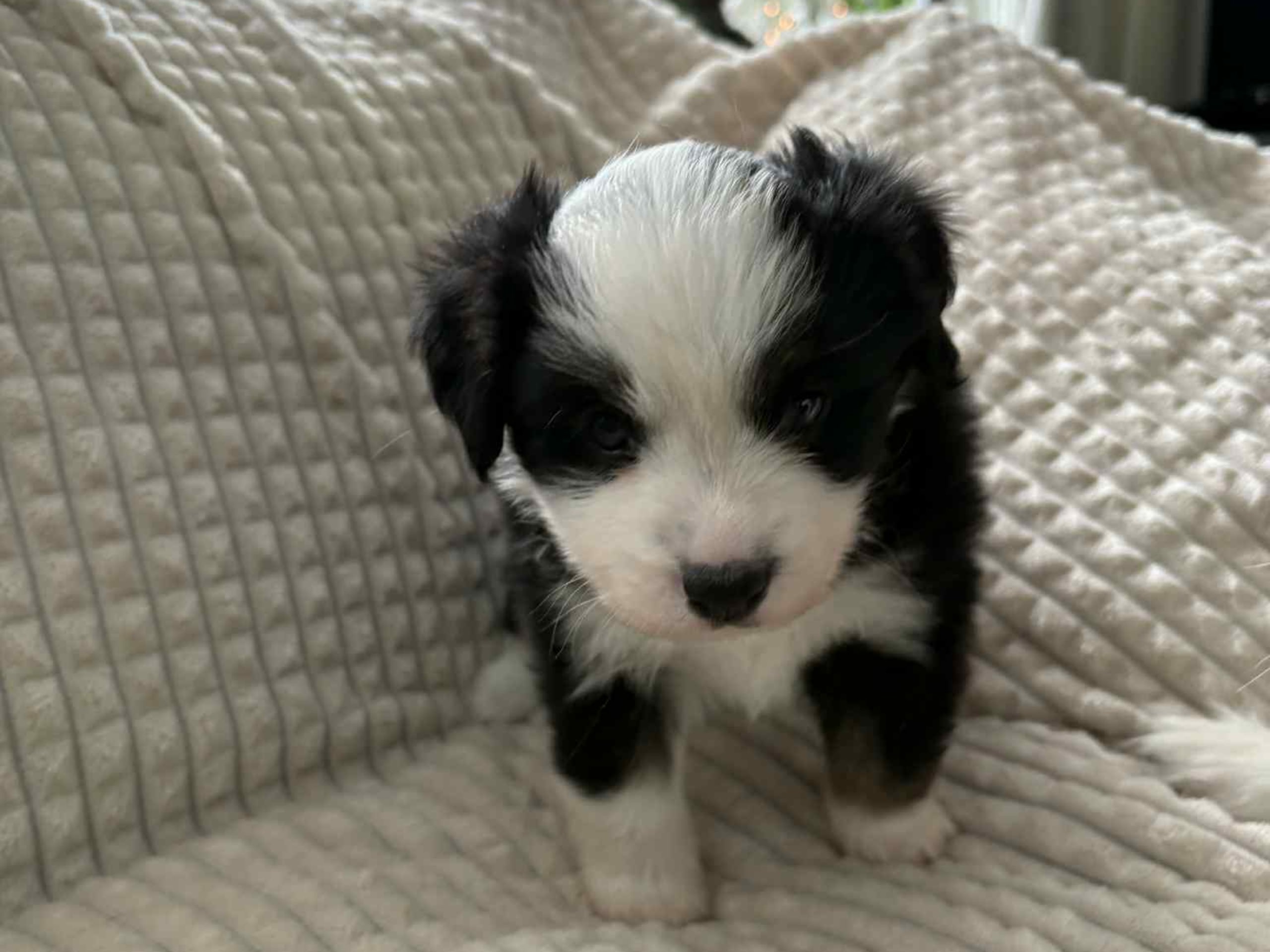 Miniature american shepherd